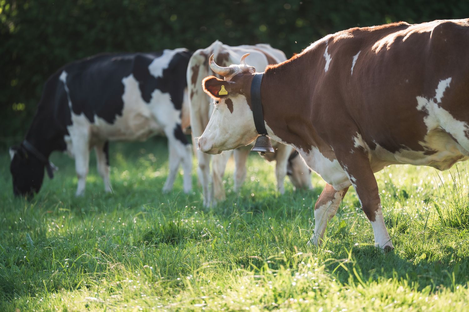 A herd of brown and black-and-white cows grazing on green grass in a sunlit field.