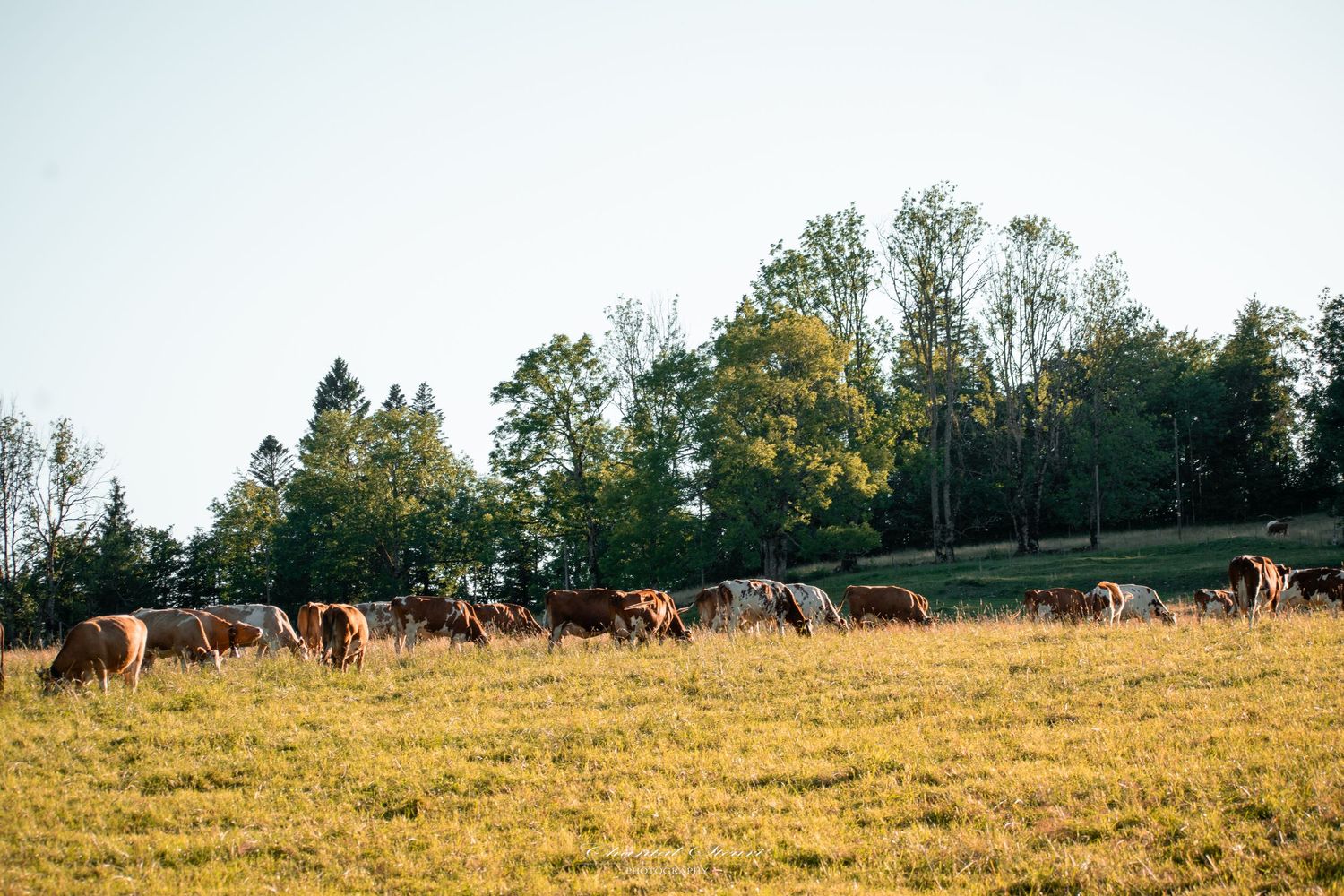 Panoramic view of golden autumn fields with grazing cattle in the distance.