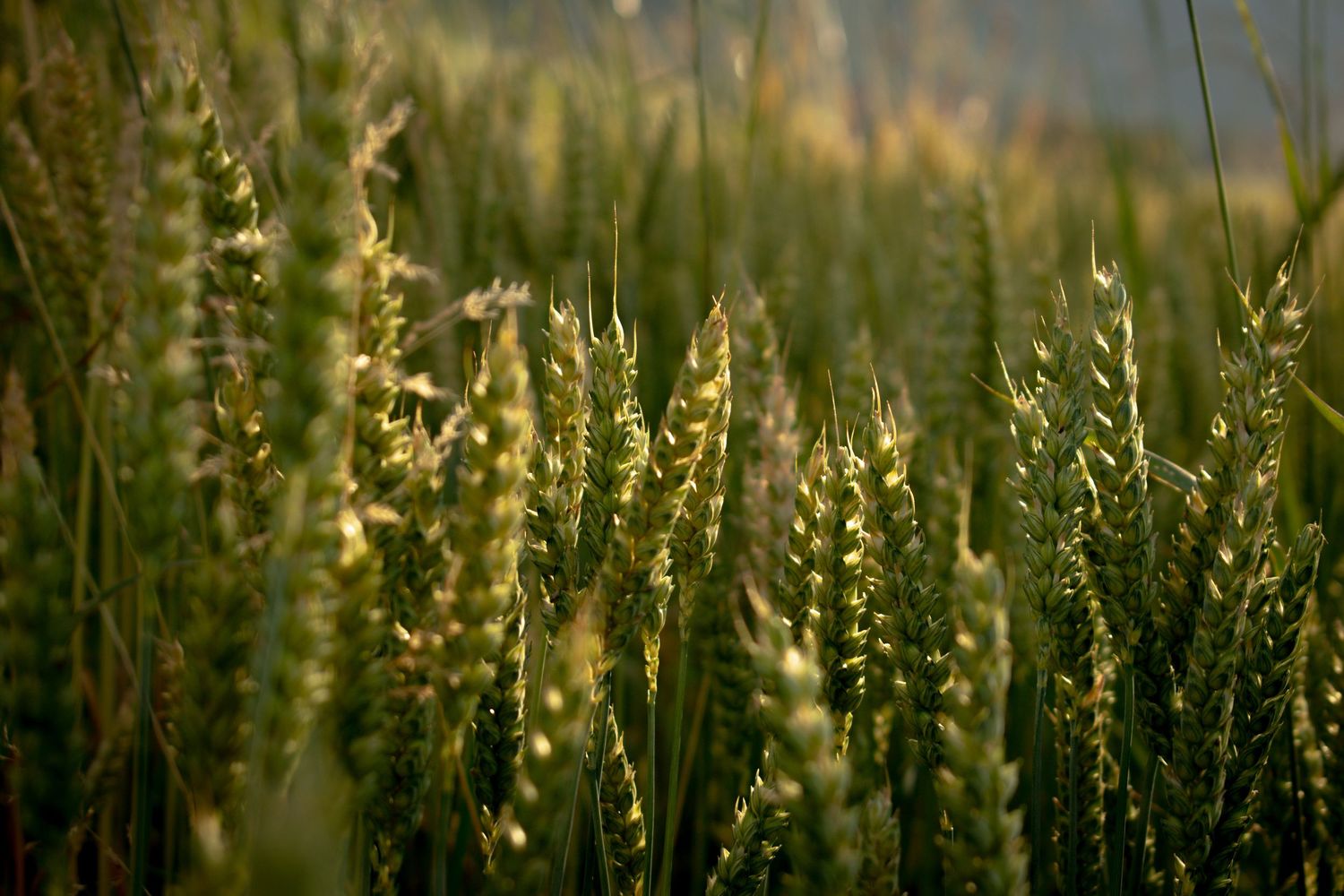 Golden wheat stalks backlit by sunset in a summer field.