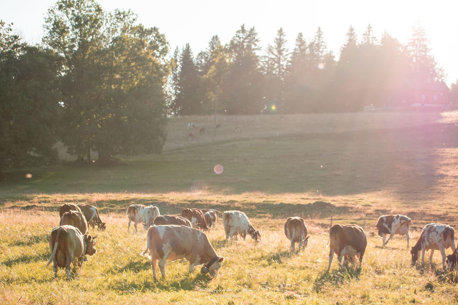 Cattle herd grazing in sunlit pasture with trees in background.