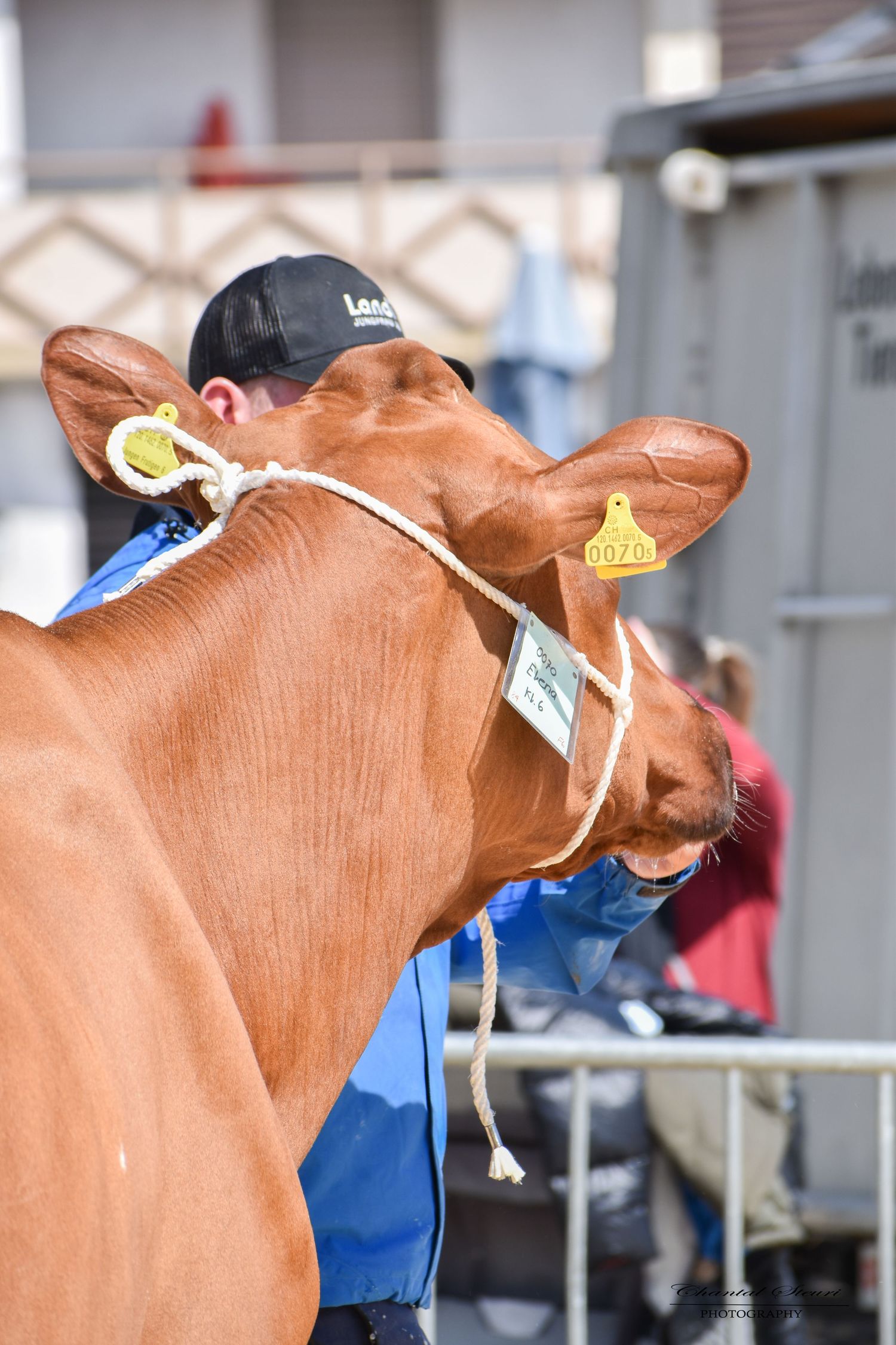 Brown dairy cow with ear tags photographed from below against blue sky.