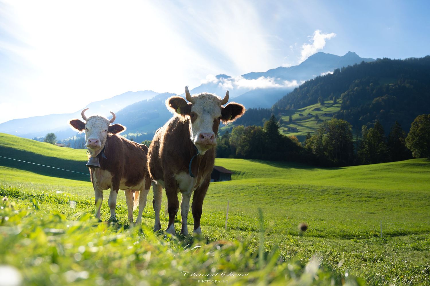 Brown cows grazing in an alpine meadow with mountain peaks in the background.