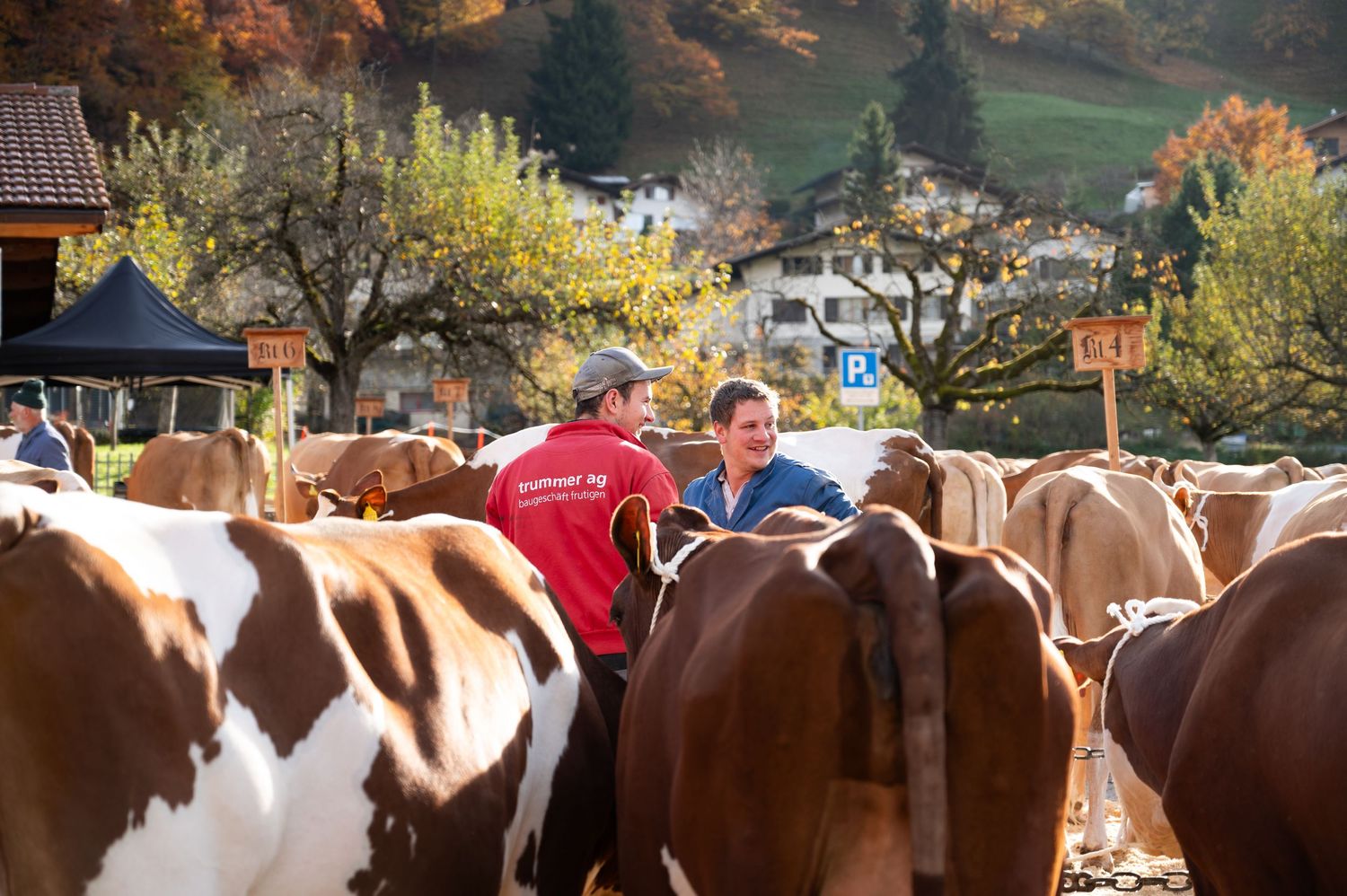Herd of brown and white dairy cows gathered at an alpine farm with autumn trees in background.