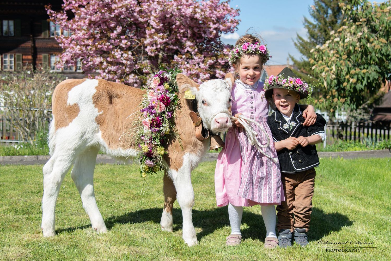 Spring scene with decorated calf and cherry blossoms in a sunny garden setting.