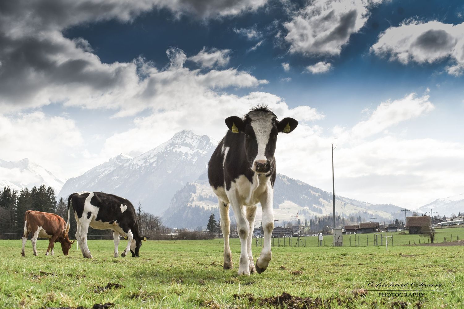 Dairy cows grazing on green pastures under dramatic cloudy skies.