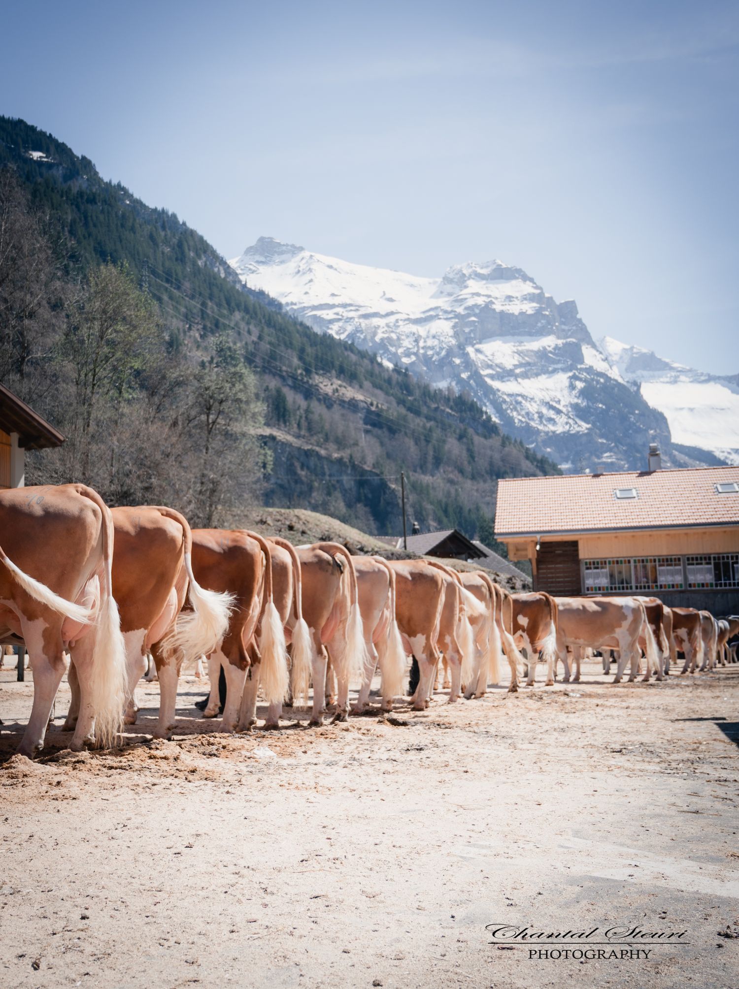 A row of brown and white cows feeding at a farm with snow-capped Alpine mountains in the background on a sunny day.