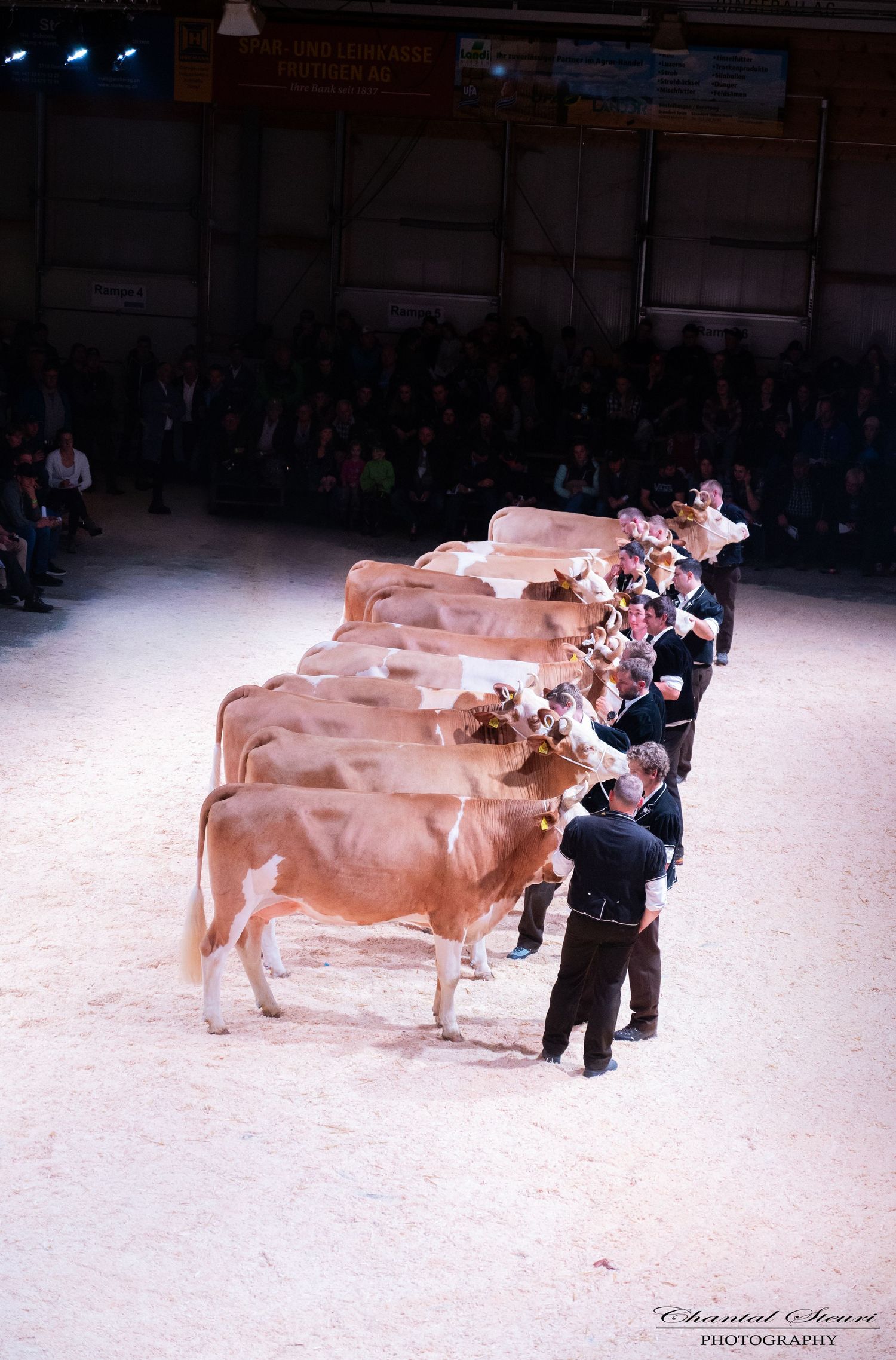 Line of brown and white dairy cows being judged at a livestock show competition.