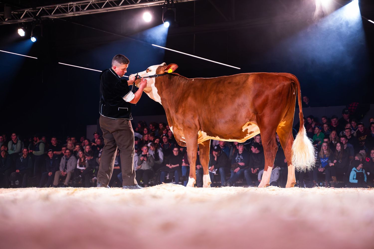 Show cattle lined up under spotlights on dark stage with audience visible.