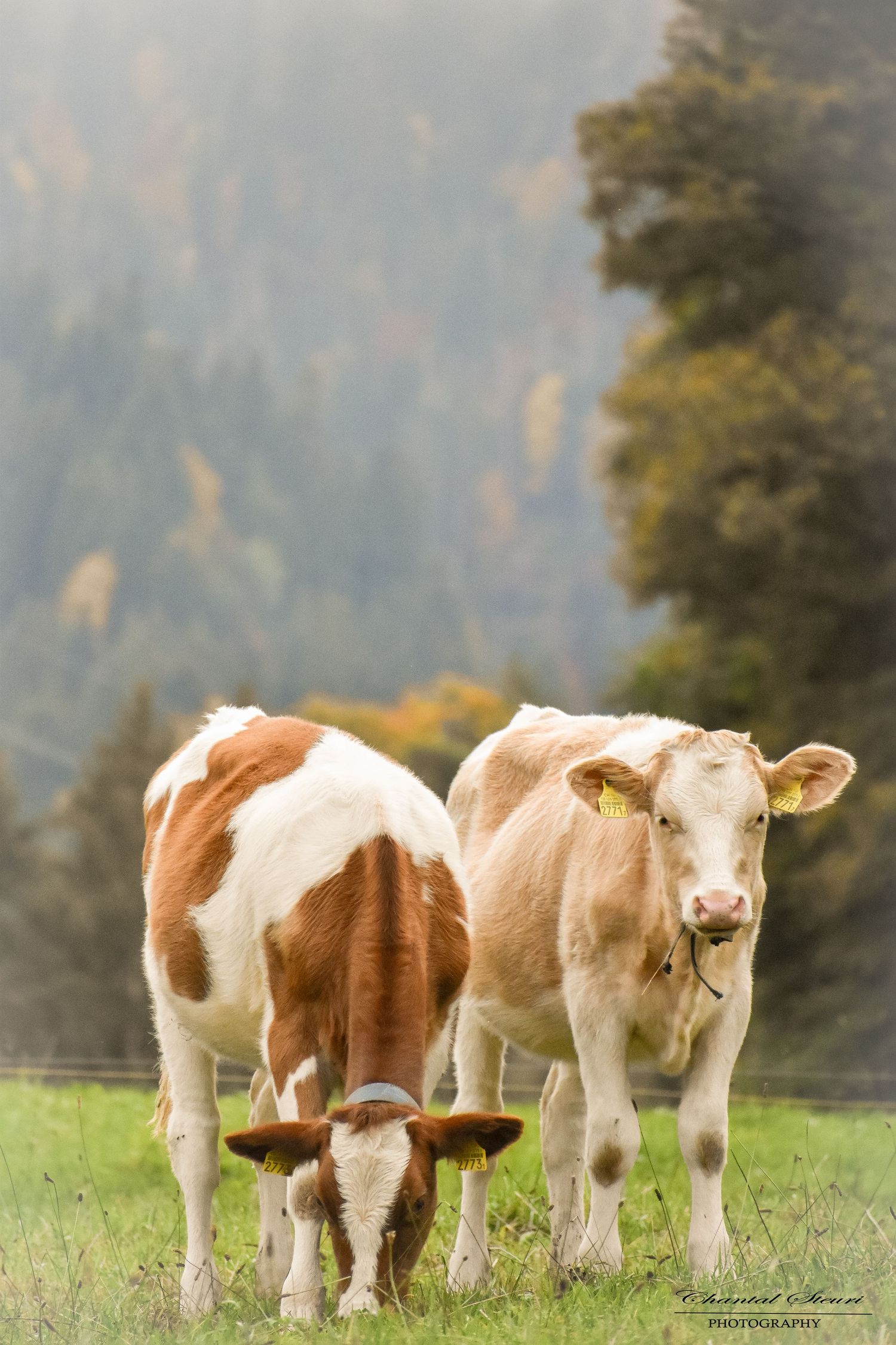 Two brown and white spotted calves stand together in a grassy meadow with misty mountains in the background.