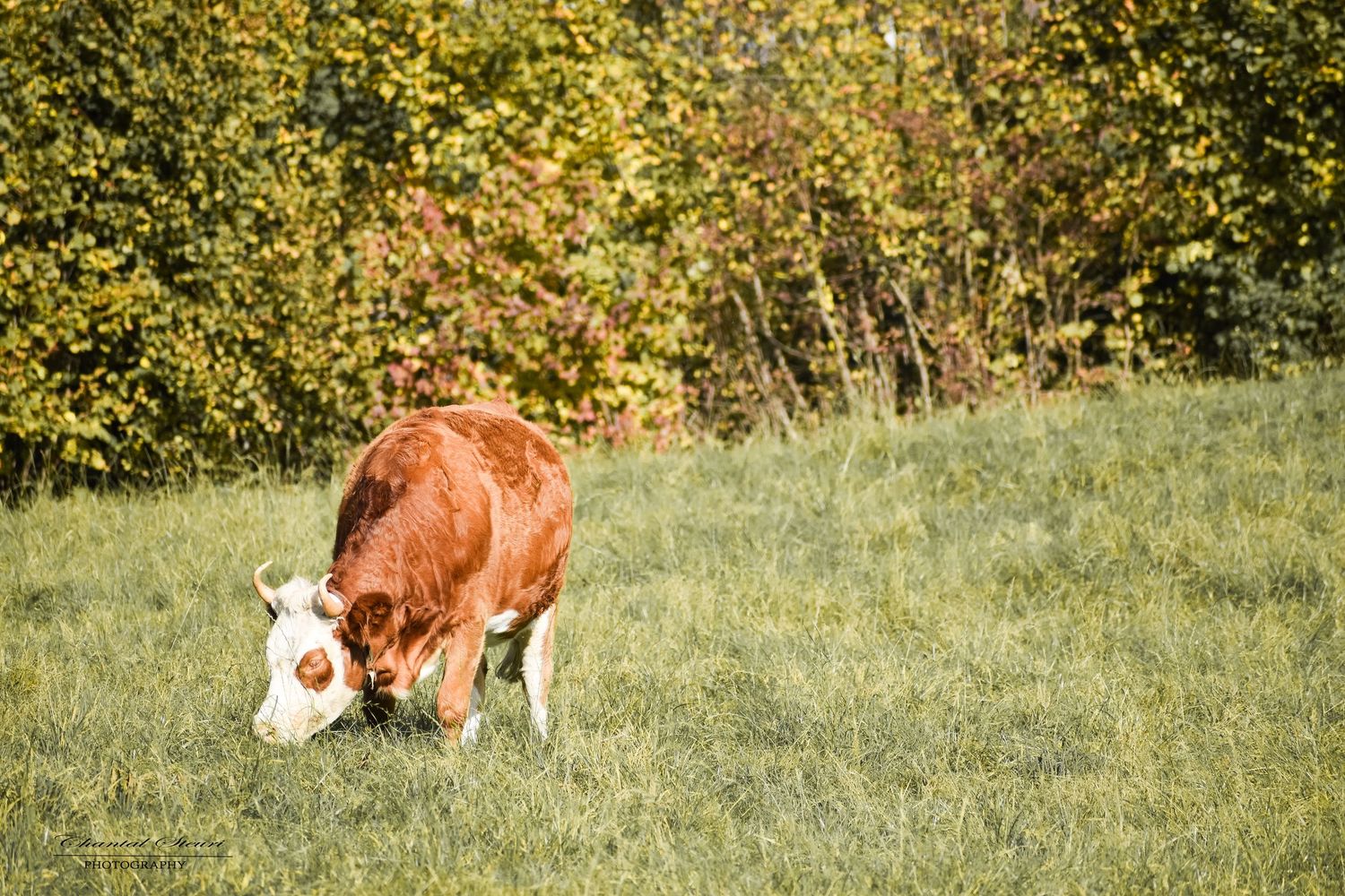 Brown and white dairy cows grazing in autumn field with yellow foliage.