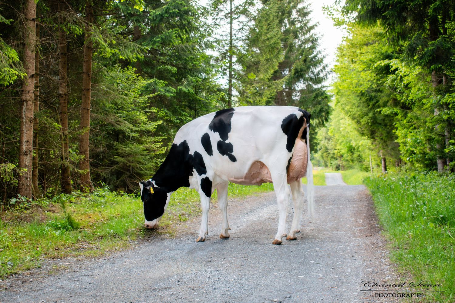 Black and white dairy cows walking along a tree-lined forest path.