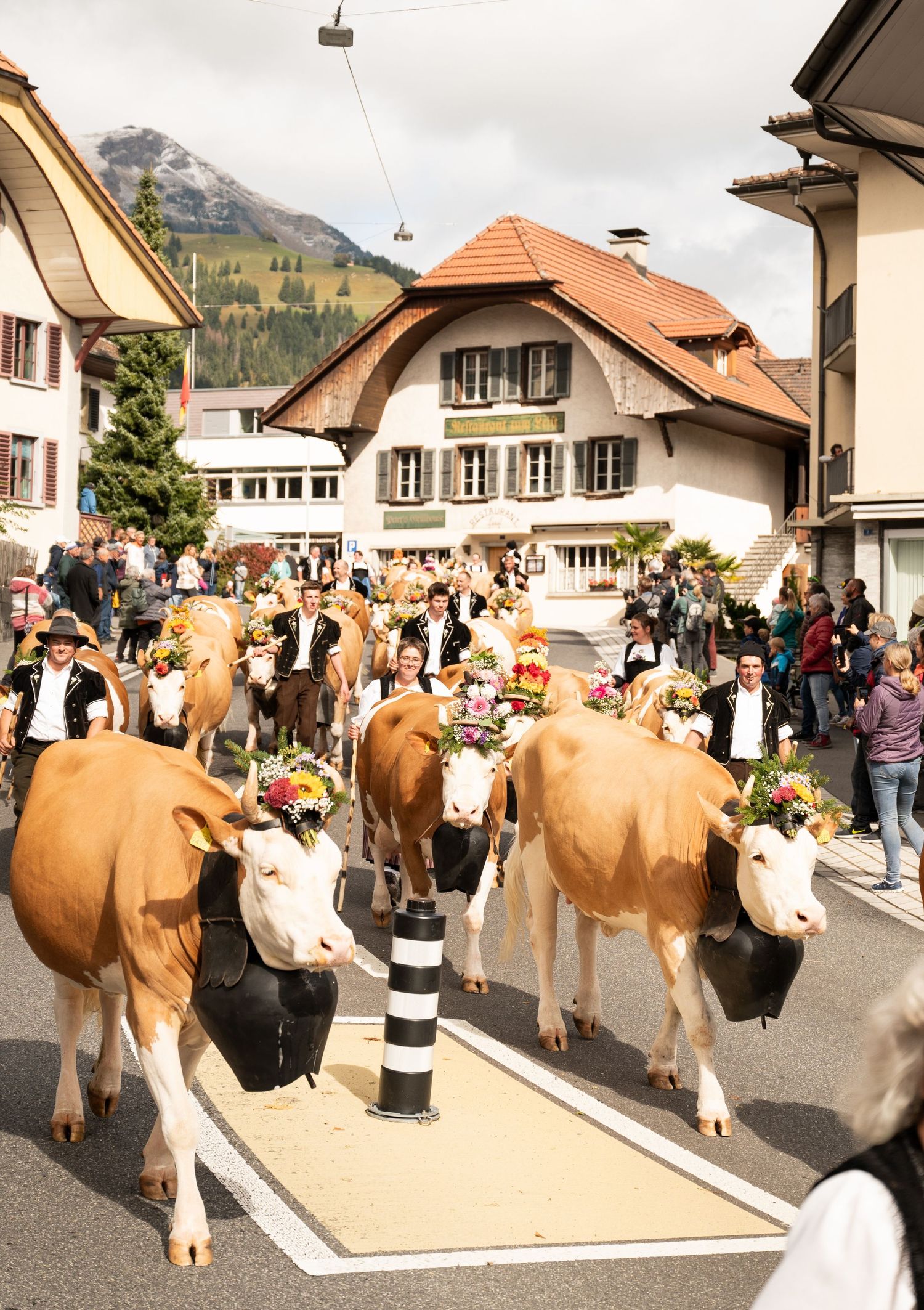 Traditional cattle parade through Swiss village streets with decorated brown cows wearing bells.