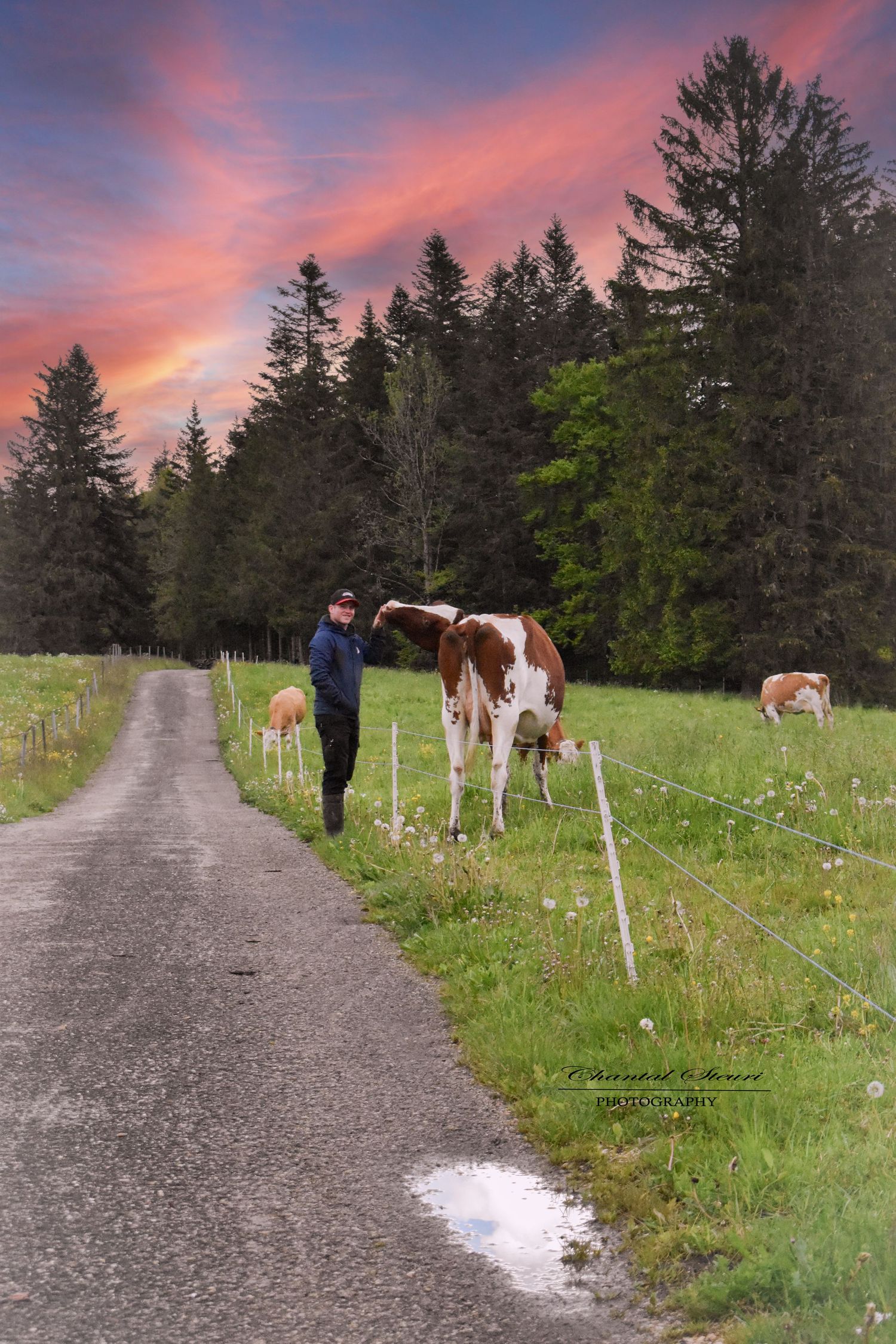 A scenic country road with cows grazing in a pasture at sunset beneath pink-tinged clouds.