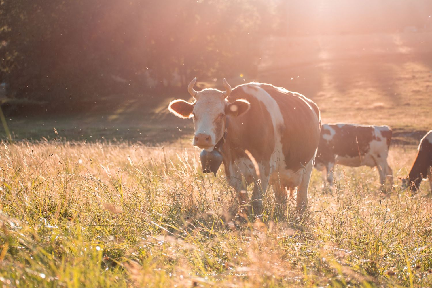 Silhouettes of grazing cattle in a golden field during sunset.