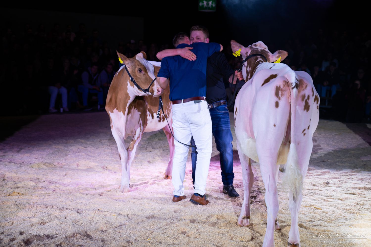 Handler stands between two dairy cows during nighttime show presentation.