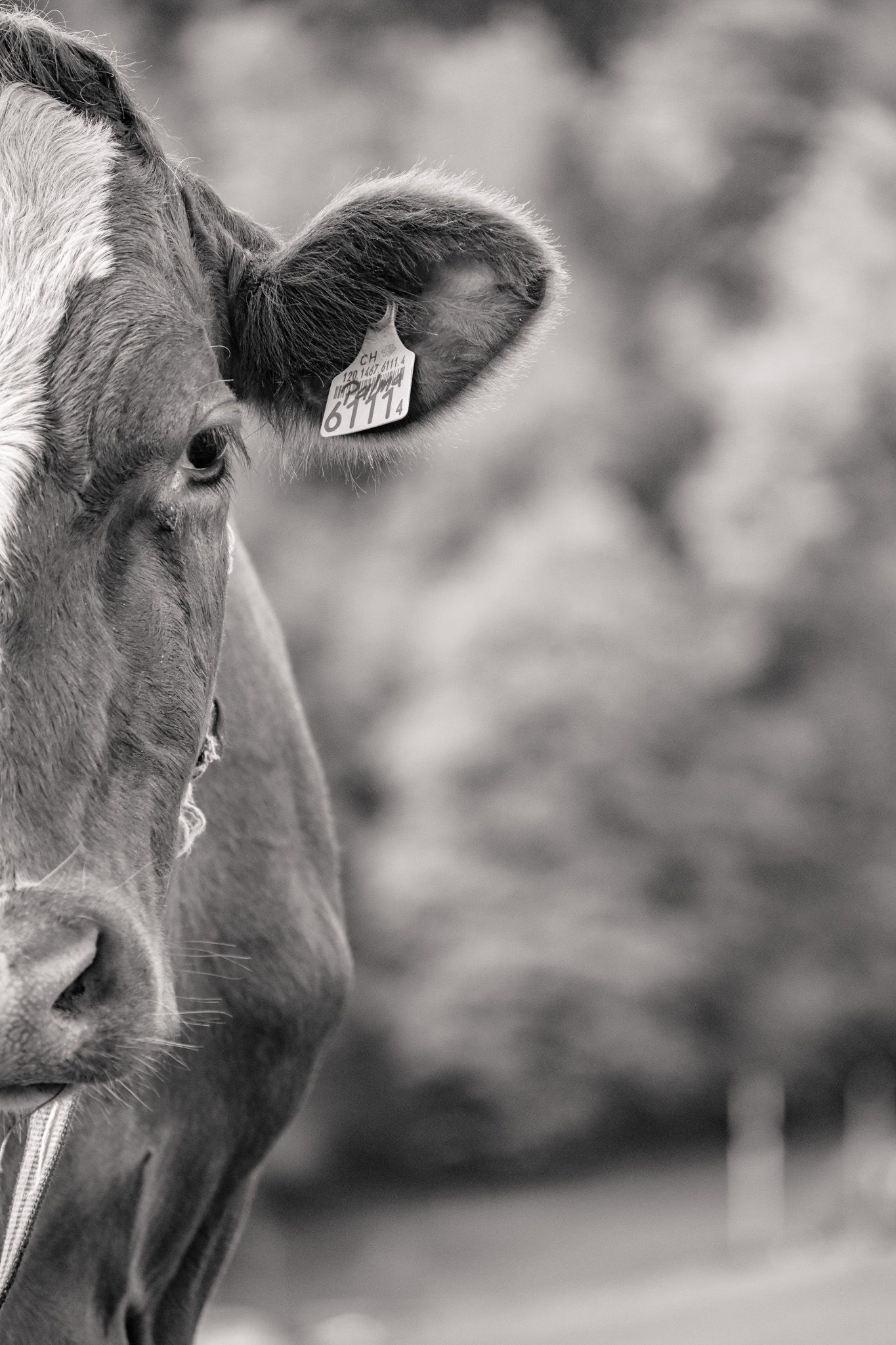 Black and white portrait of a cow's face showing one eye and ear.