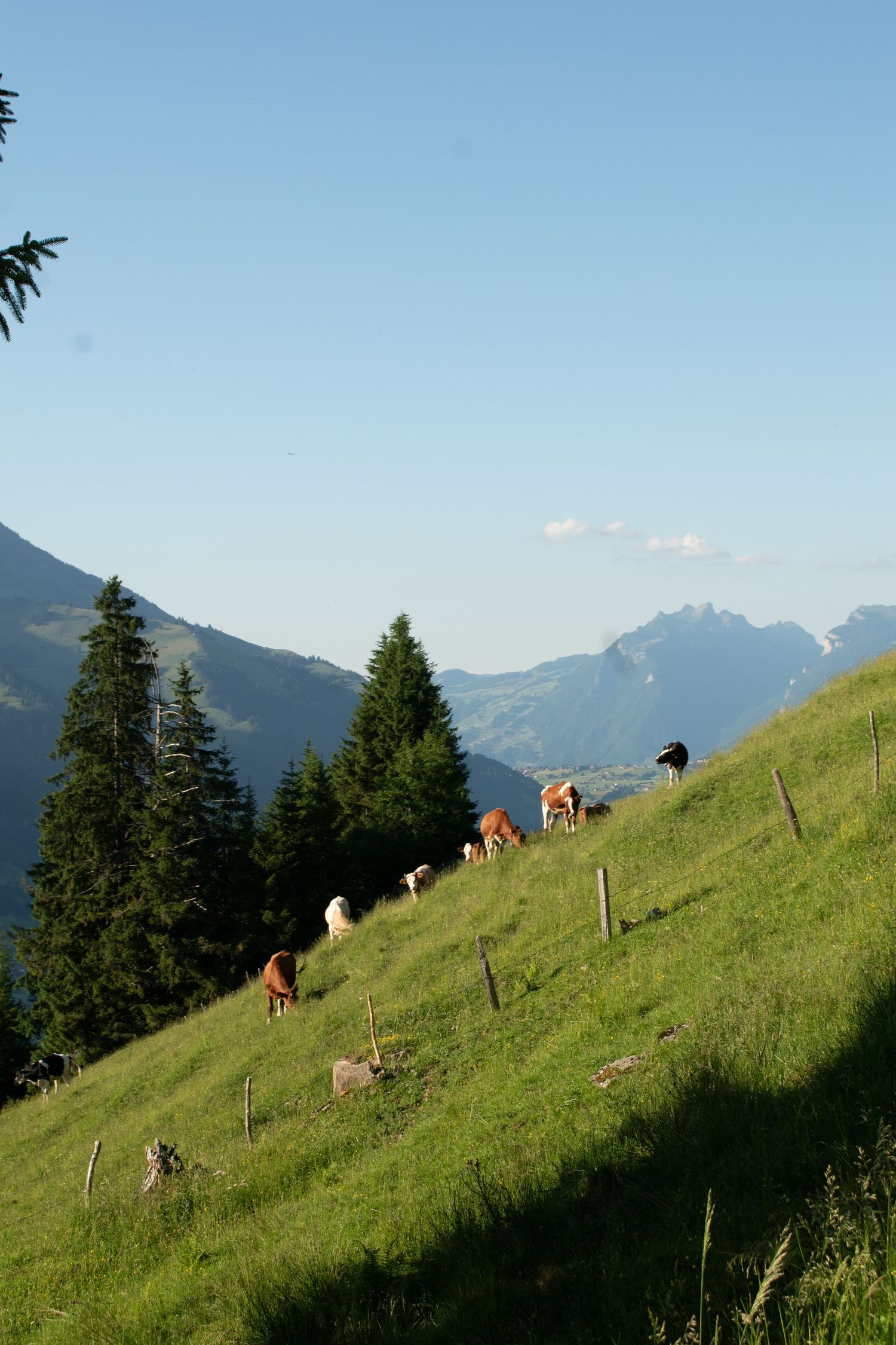 Cattle climbing steep mountain pasture with evergreen trees and peaks in background.