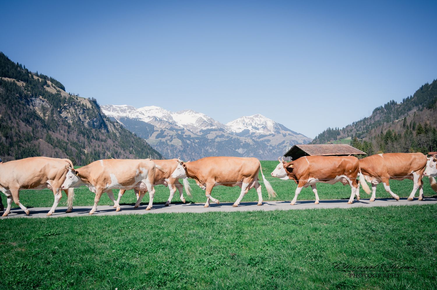 A herd of brown cows walking along a path with snow-capped Swiss Alps and green meadows in the background.
