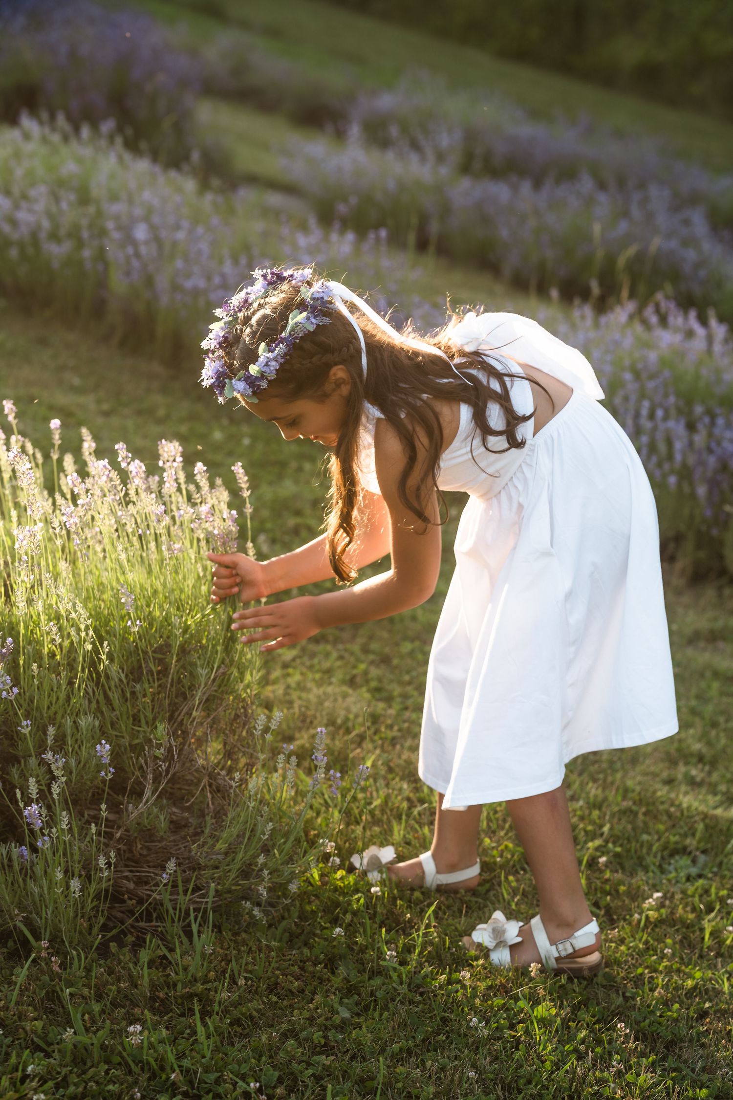 A little girl in a white dress bends down to pick flowers in a lavender field at sunset. Lavender mini session.