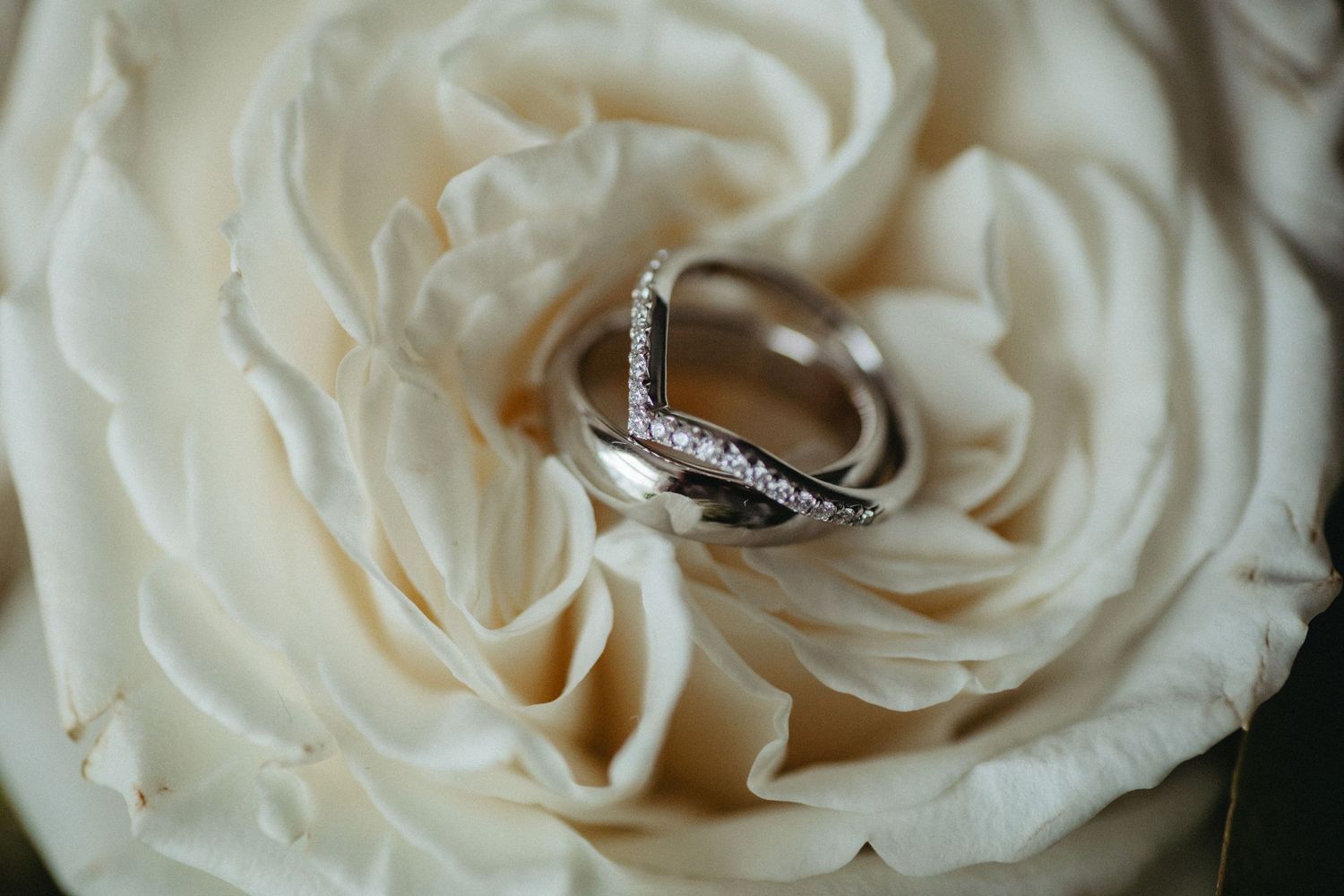 Diamond wedding ring nestled in the petals of a white rose.