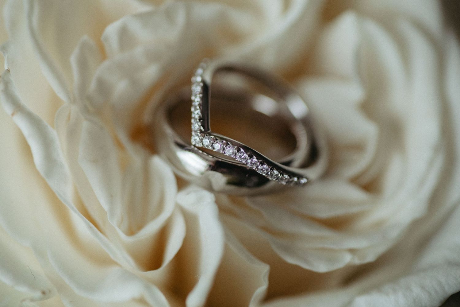 A sparkling diamond wedding ring nestled in the soft petals of a cream-colored rose.