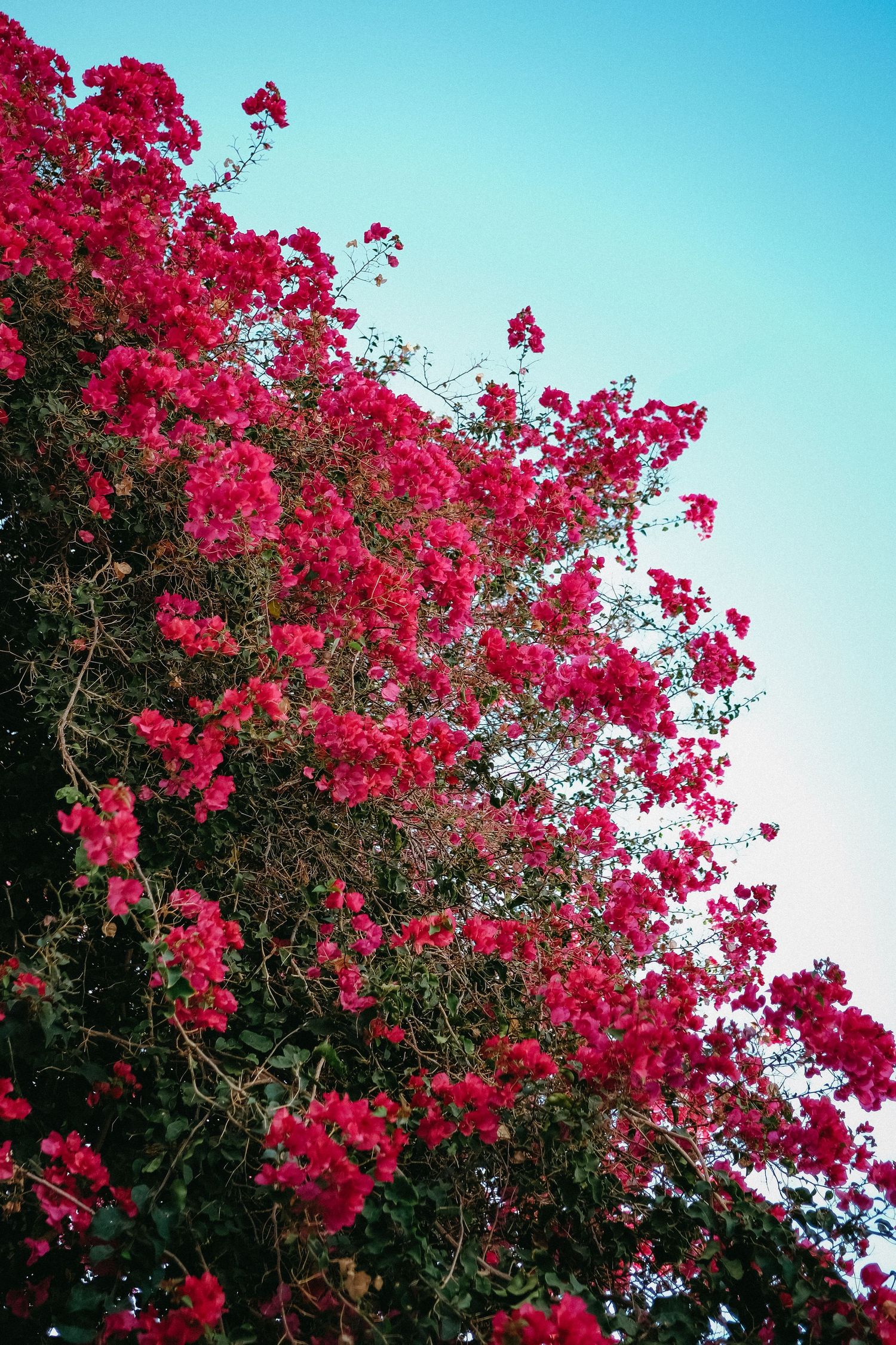 Vibrant pink bougainvillea flowers bloom against a bright blue sky in a tropical garden setting.