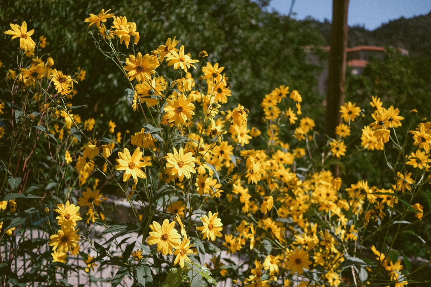 Bright yellow daisies blooming in a summer garden with sunlit petals.