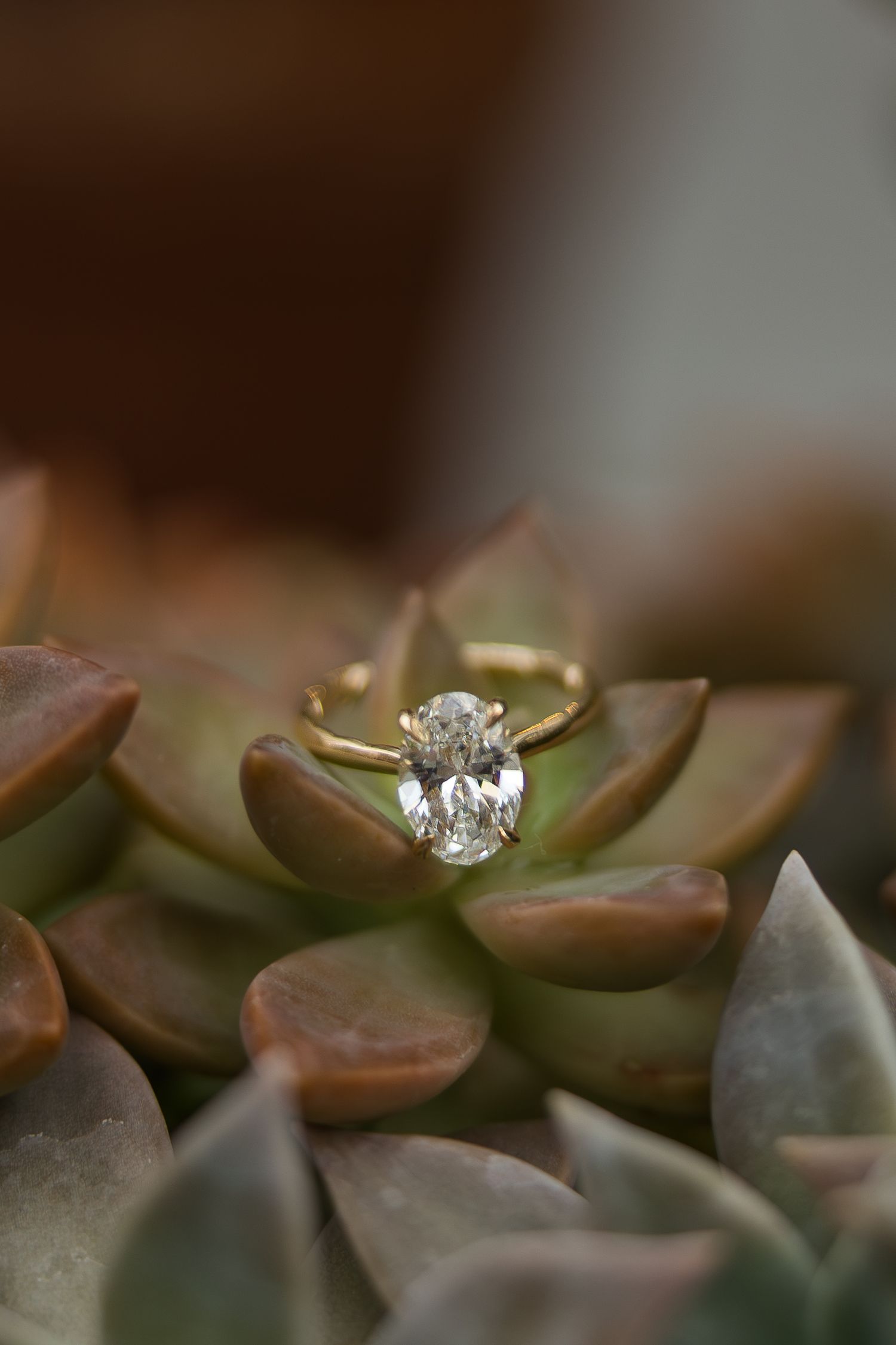 Oval diamond engagement ring with a thin gold band nestled in the leaves of a green succulent plant.