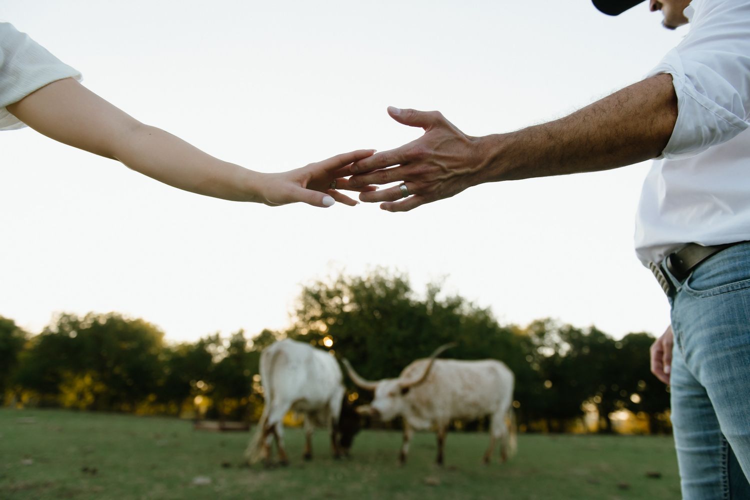 Silhouetted hands reaching towards each other against a sunset sky with horses in background.