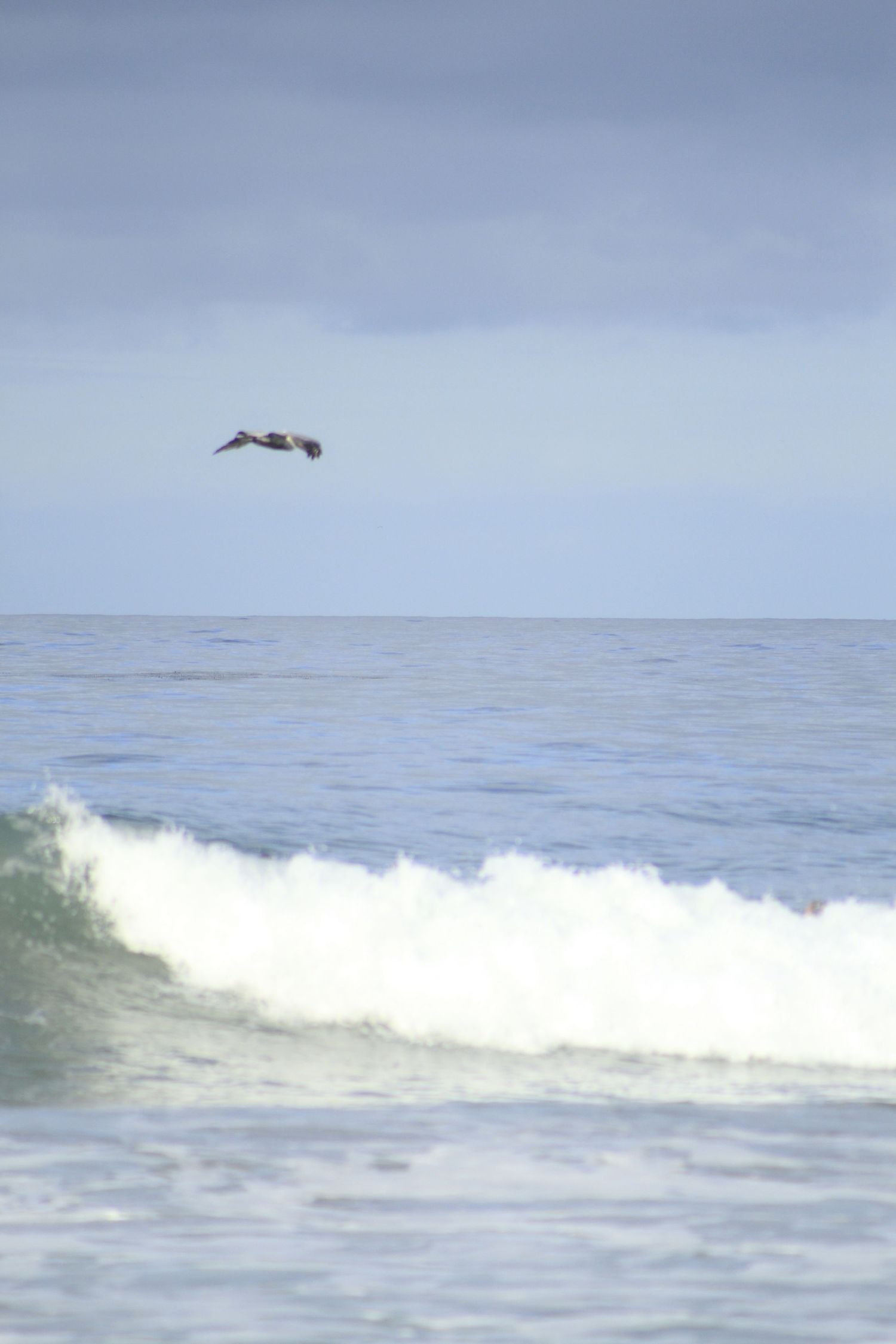 beach bird