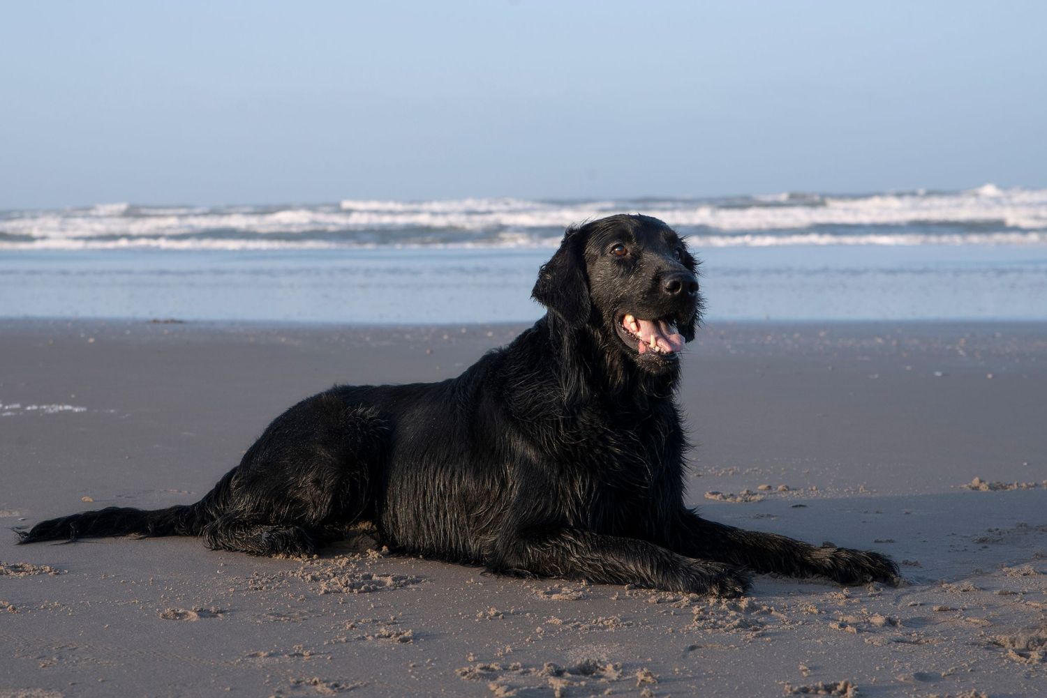 Hond ligt netjes af op het strand in Zuid-Holland tijdens een fotoshoot door professionele hondenfotograaf.