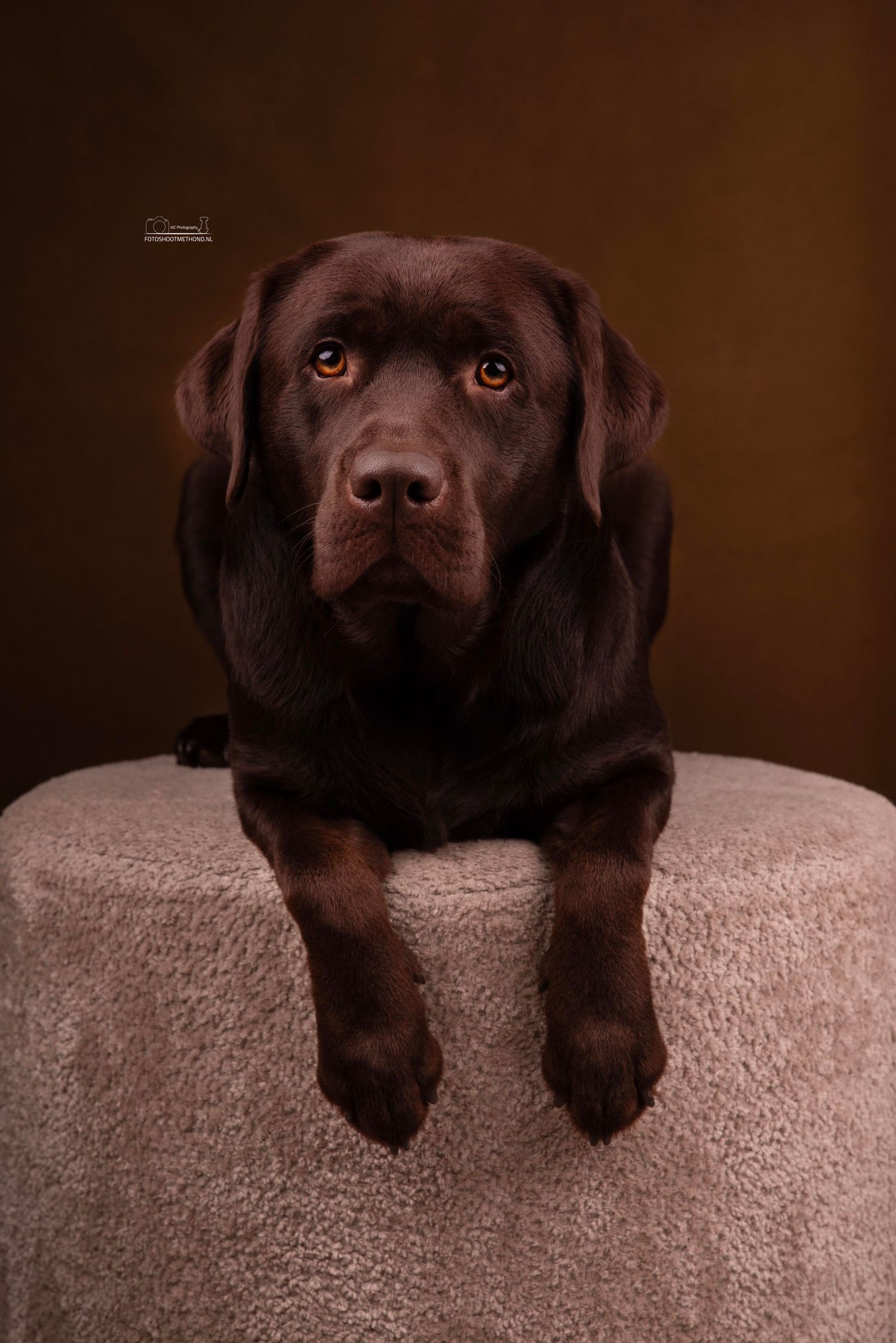 Fine art studiofoto van een bruine Labrador met zachte belichting