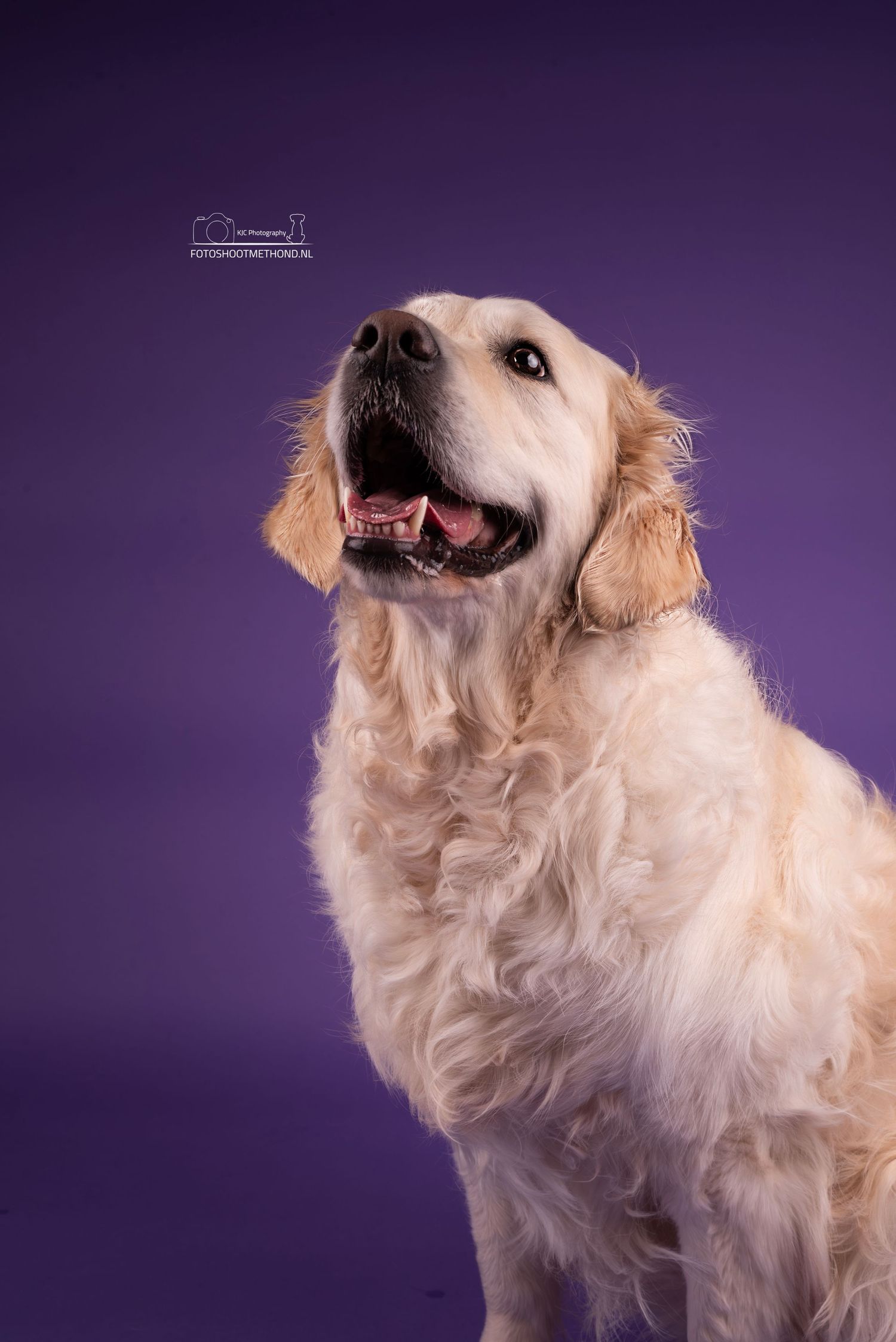 Vrolijke foto van een Golden Retriever fine art hondenfotografie