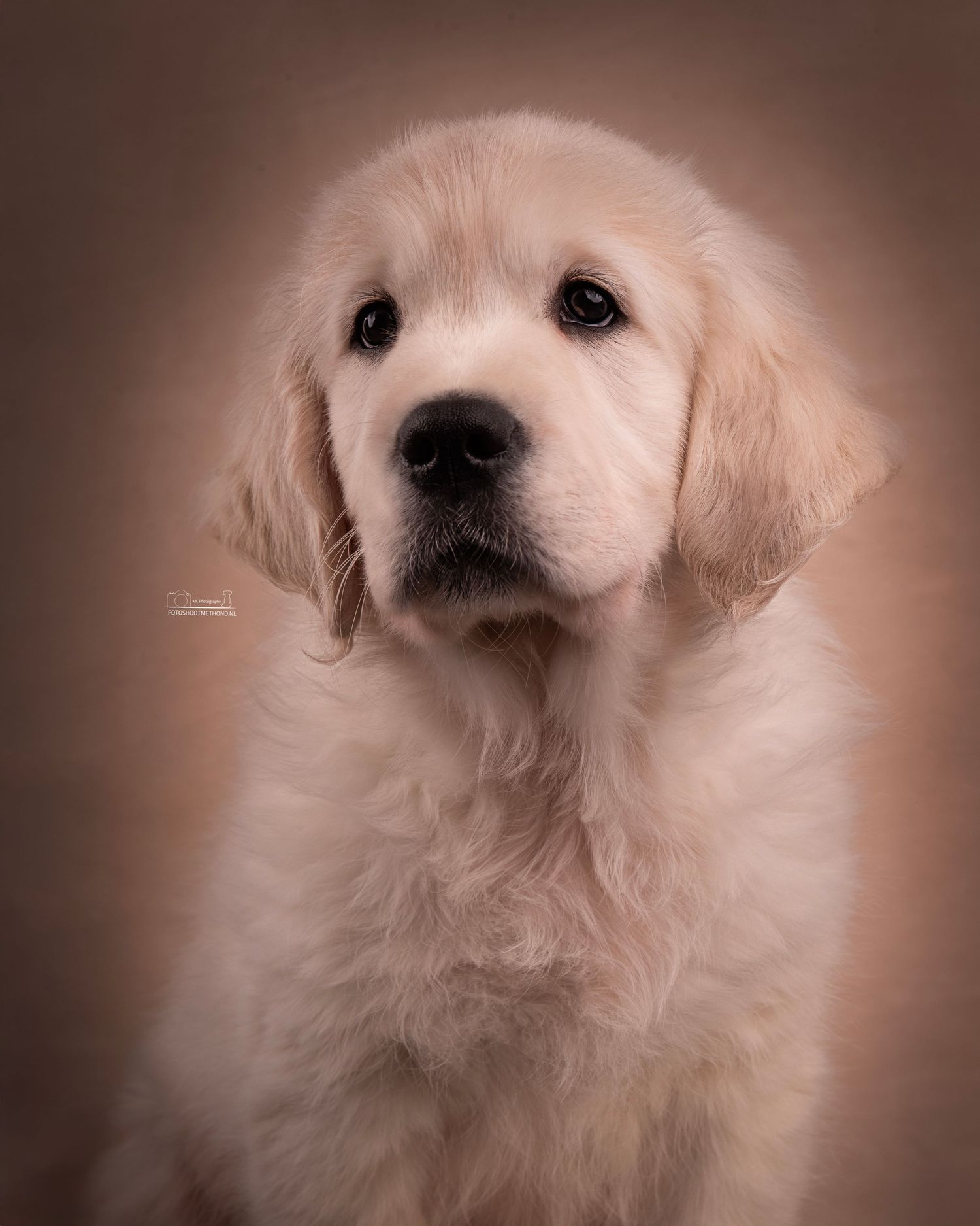 Vertederend puppyportret van een Golden Retriever tegen een beige  achtergrond, gemaakt in de studio in de Achterhoek