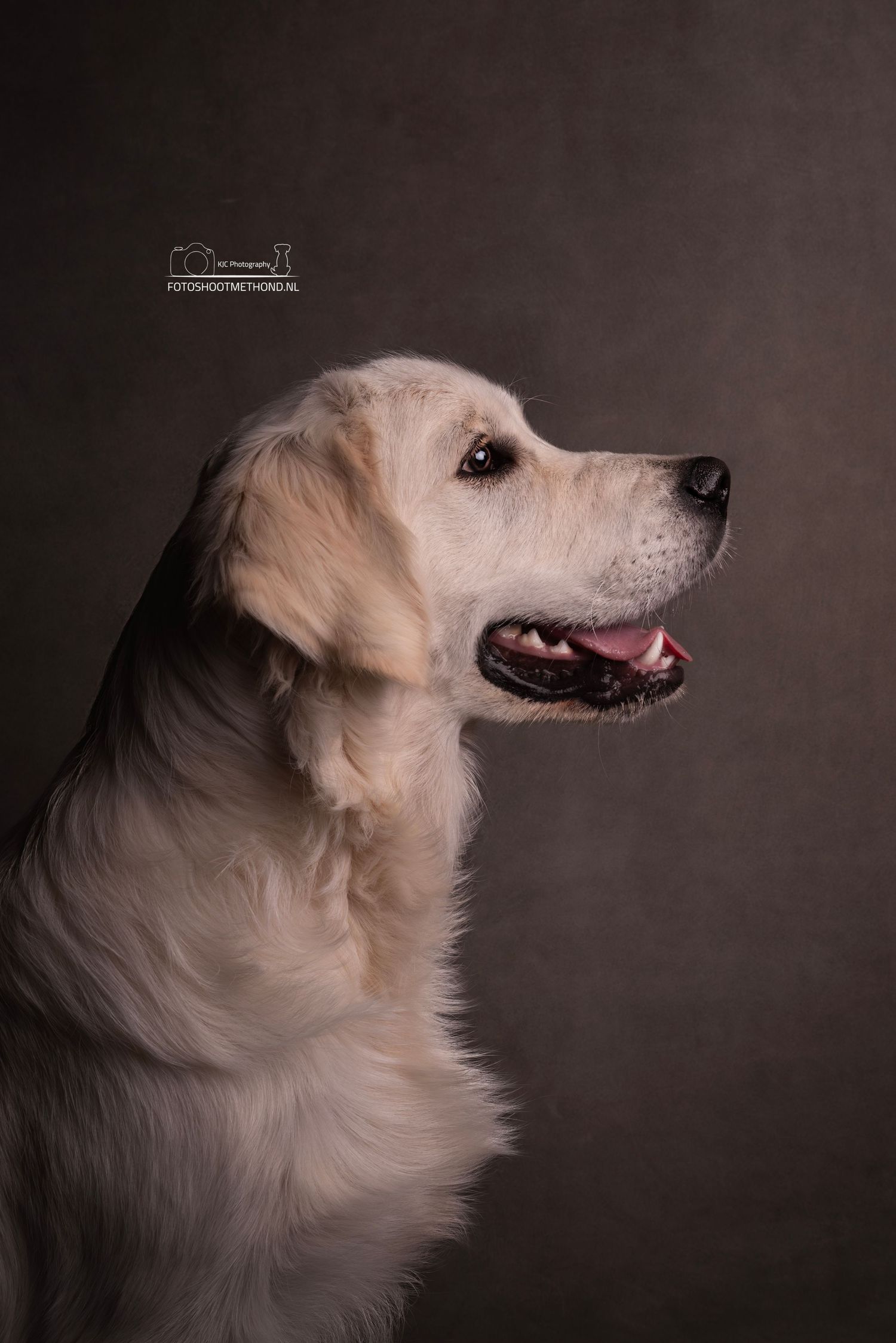Prachtig en profiel portret tegen een grijze lederen achtergrond, van een Golden Retriever. Gemaakt in Achterhoek