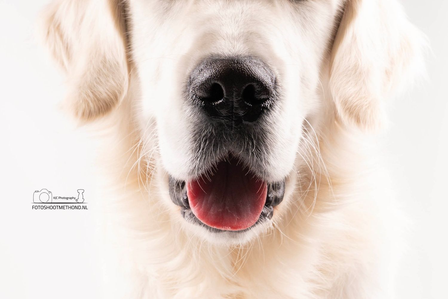 Golden Retriever vastgelegd in warm studiolicht, fine art stijl