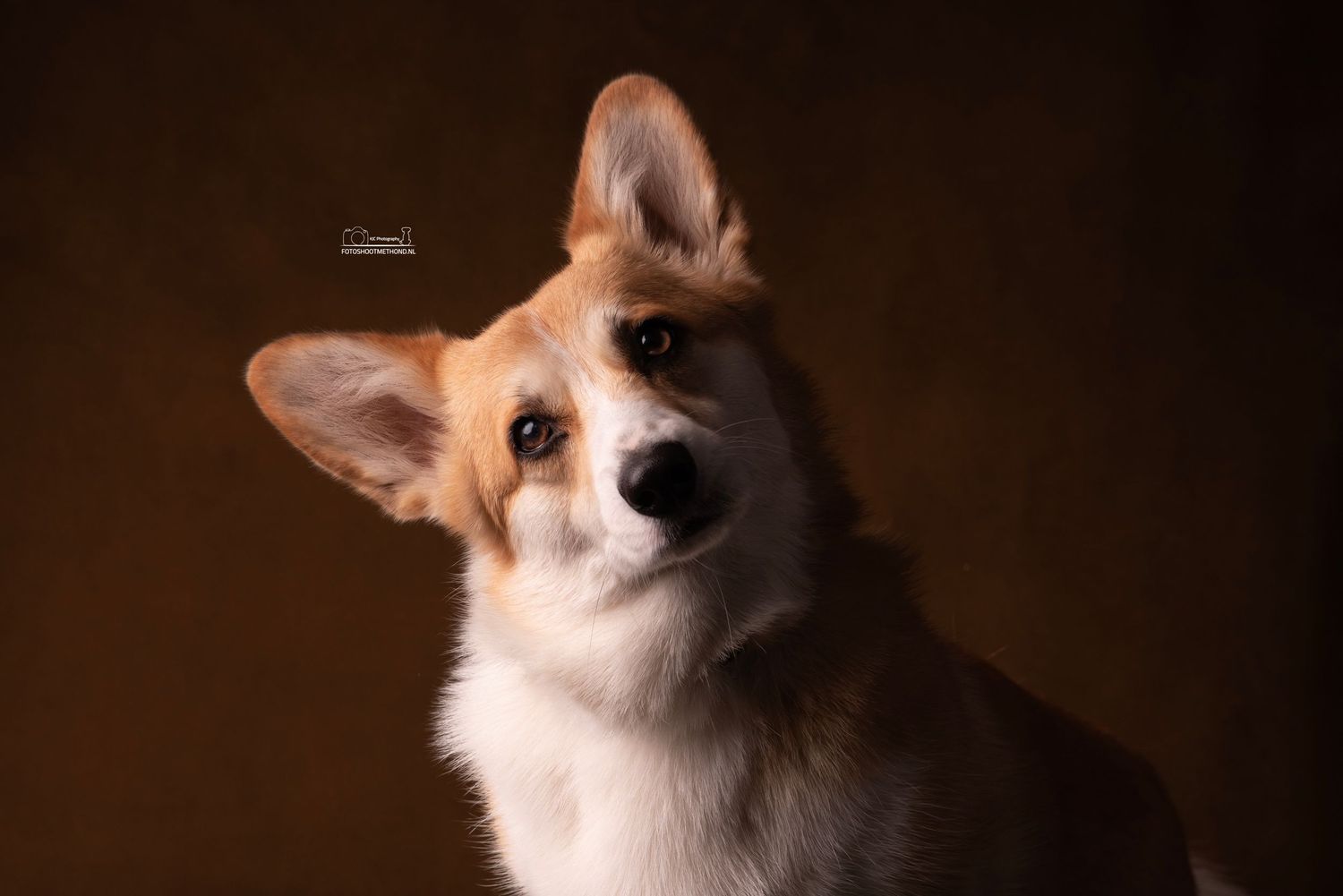 Fine art portret met focus op de blik van de hond
