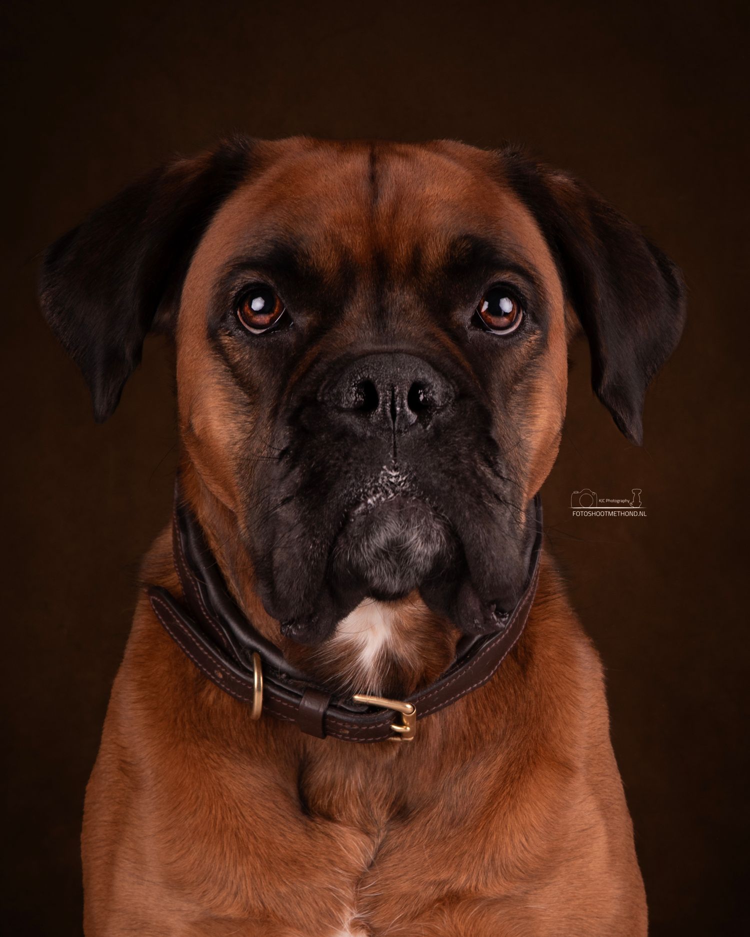Tijdloos kunstwerk van jouw hond, studiofotografie aan huis Achterhoek