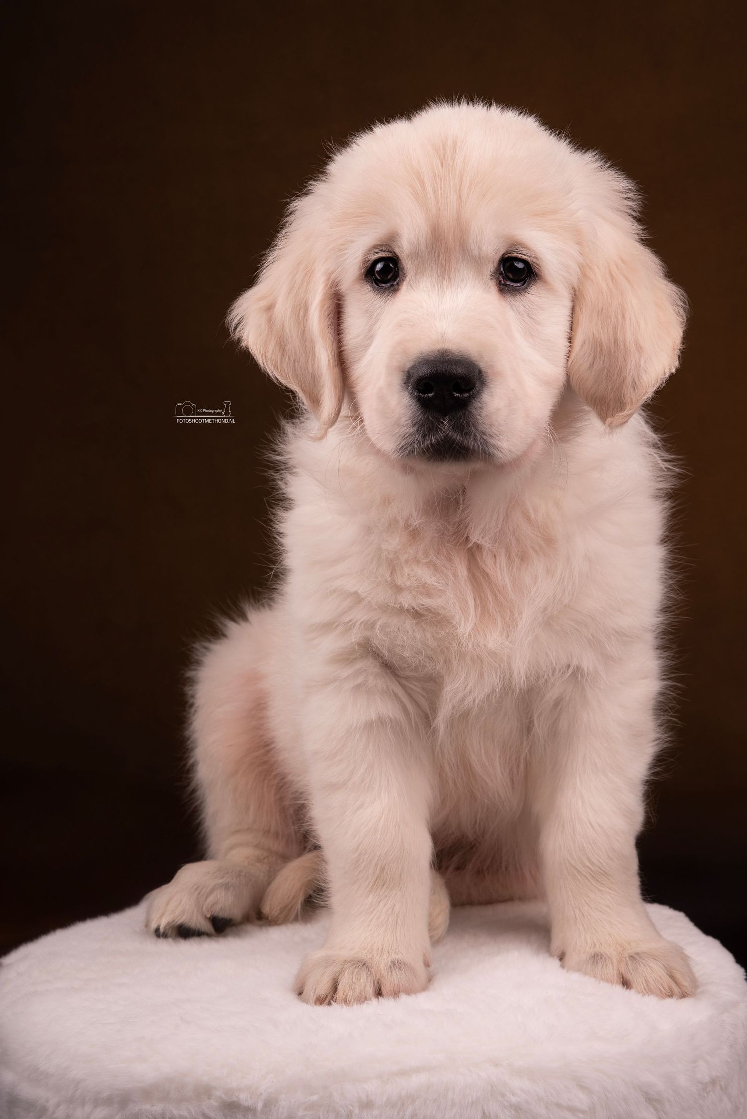 Vertederend puppyportret tegen een bruine leren achtergrond, gemaakt in de studio in de Achterhoek