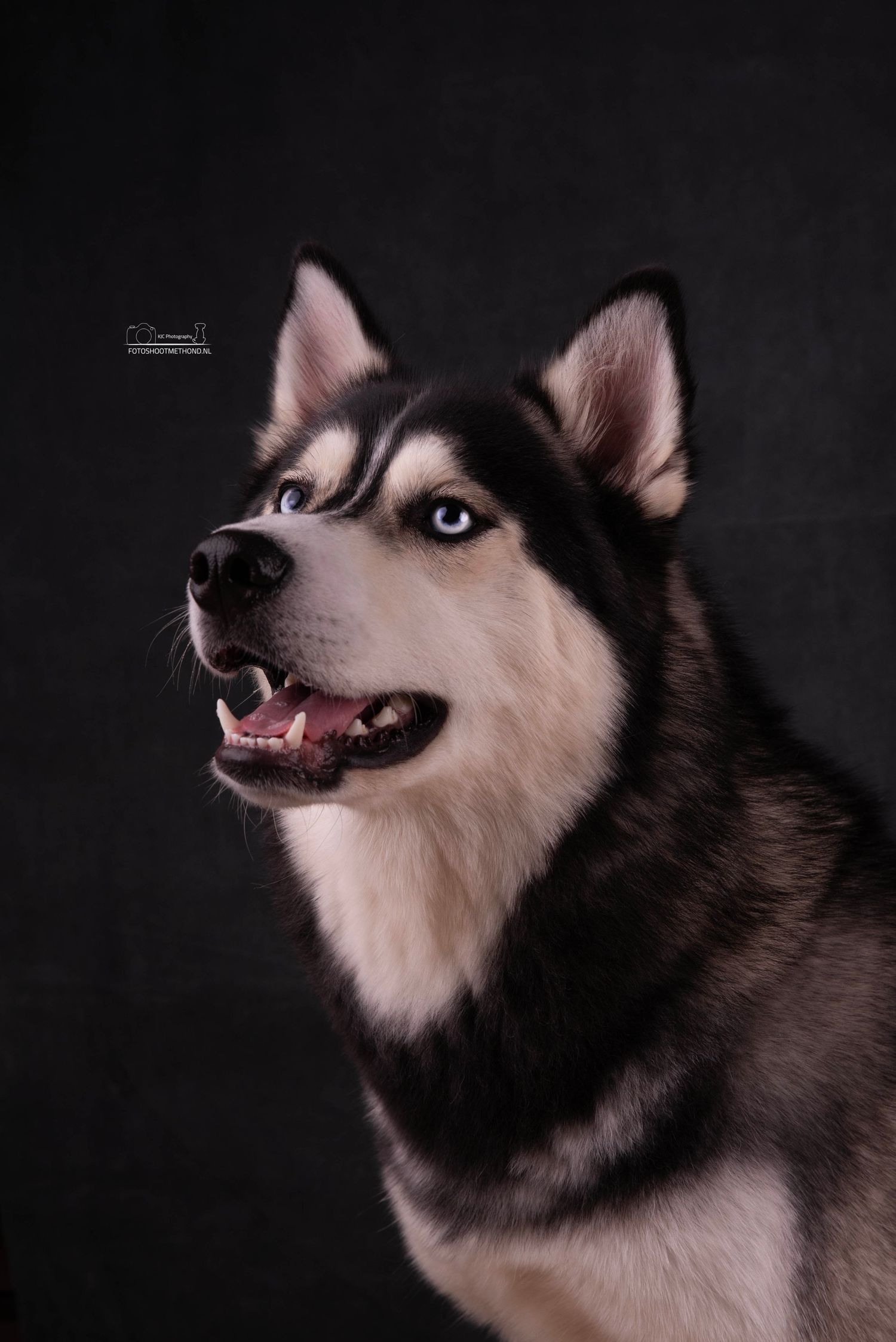 Fine art studiofotografie met een Husky tegen een blauwe leren achtergrond in Doetinchem
