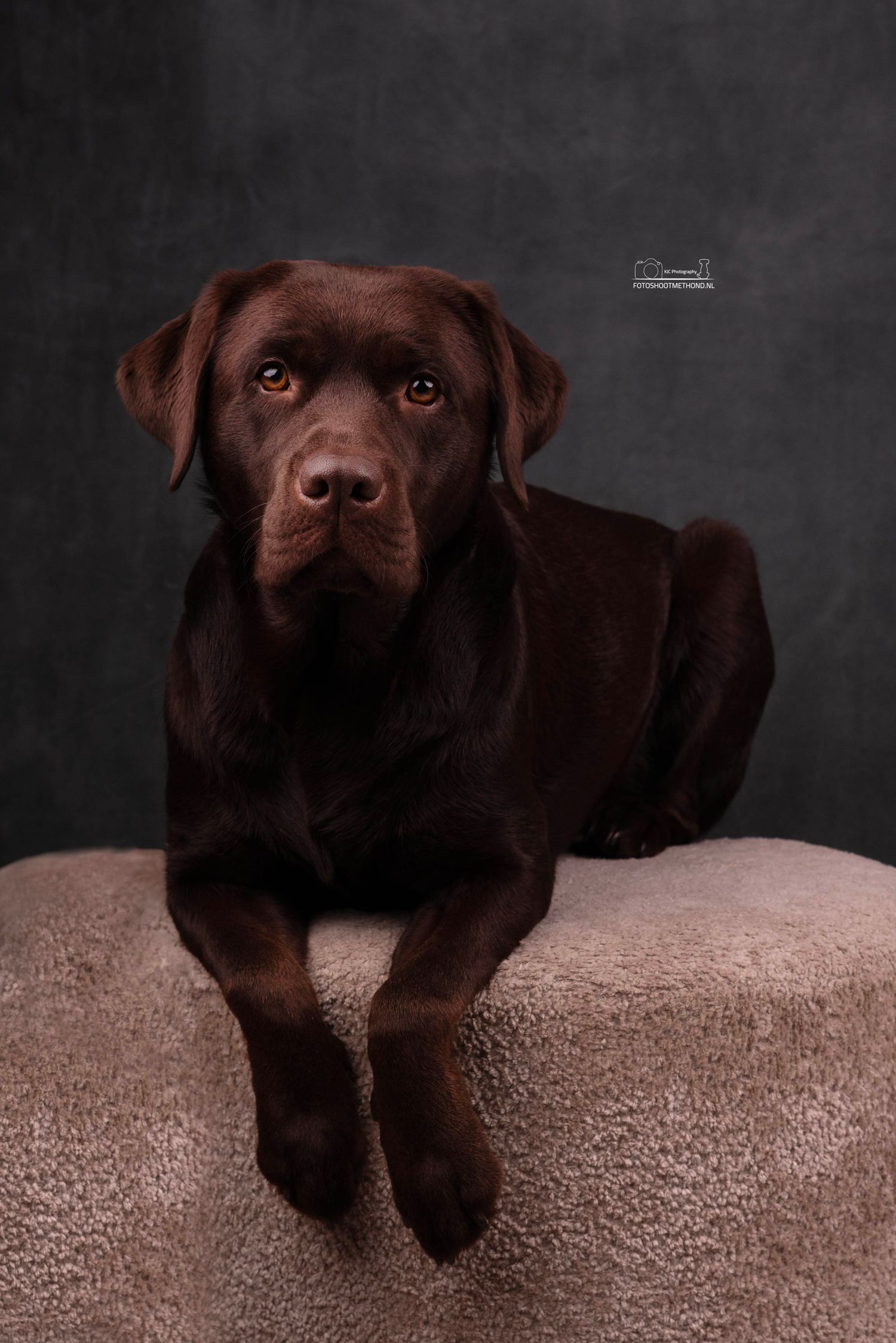 Bruine Labrador poseert in een studio voor honden in Gelderland