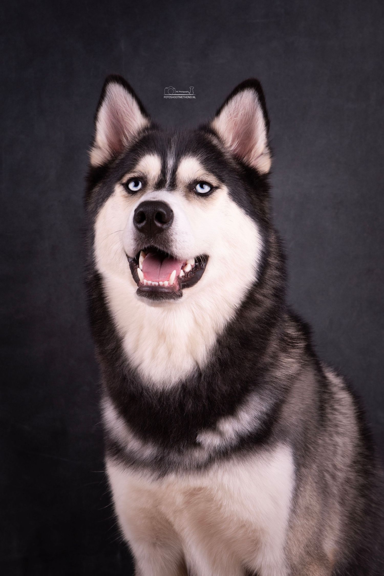 Fine art studiofotografie met een Husky tegen een blauwe leren achtergrond