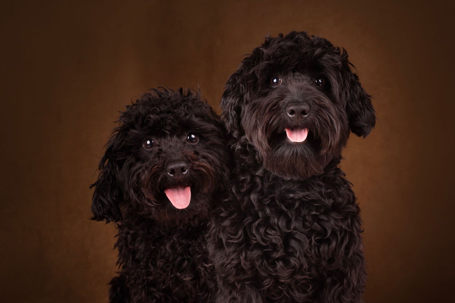 Vrolijk portret van twee Labradoodles in de studio