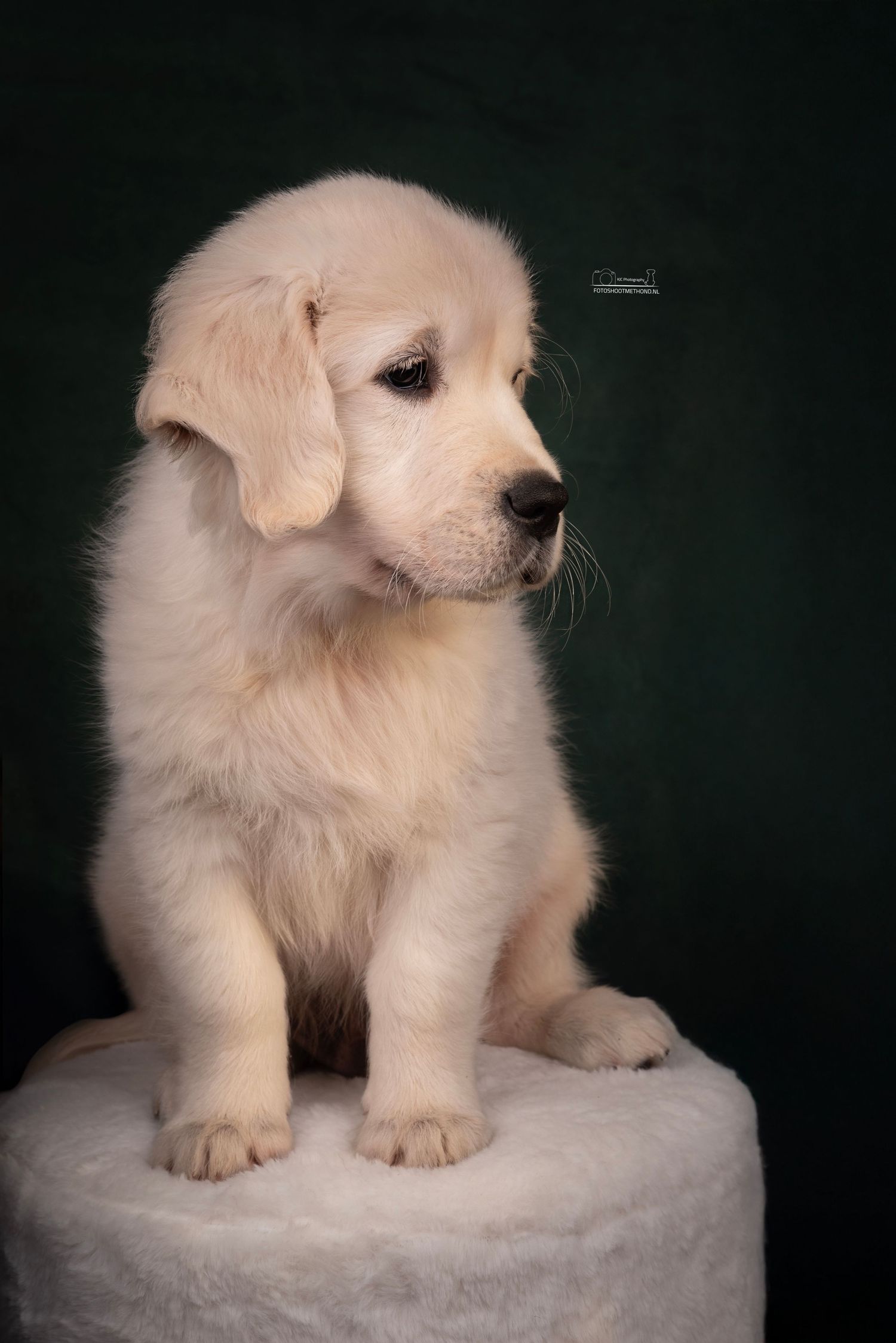 Vertederend puppyportret tegen een groene achtergrond, gemaakt in de studio in de Achterhoek