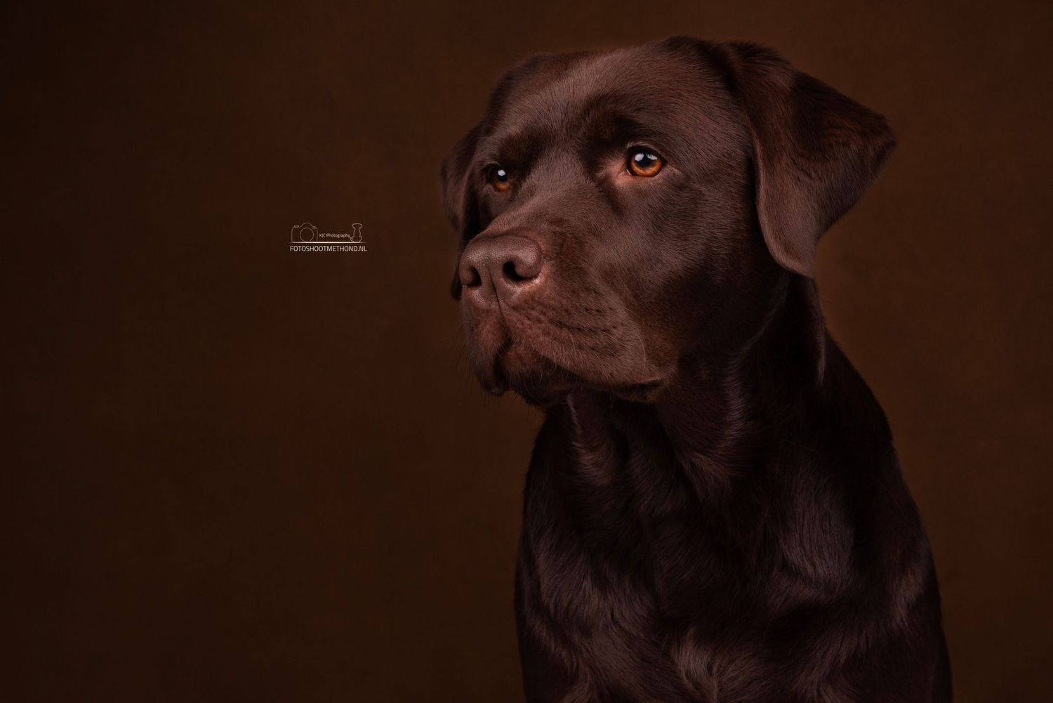 Krachtig professioneel belicht portret van een Labrador Retriever
