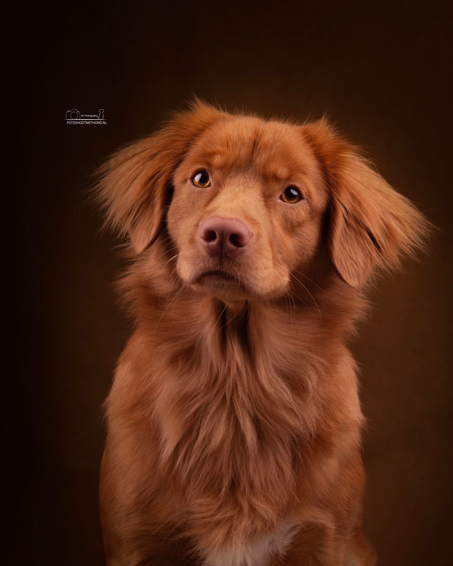 Toller portret tegen een leren achtergrond