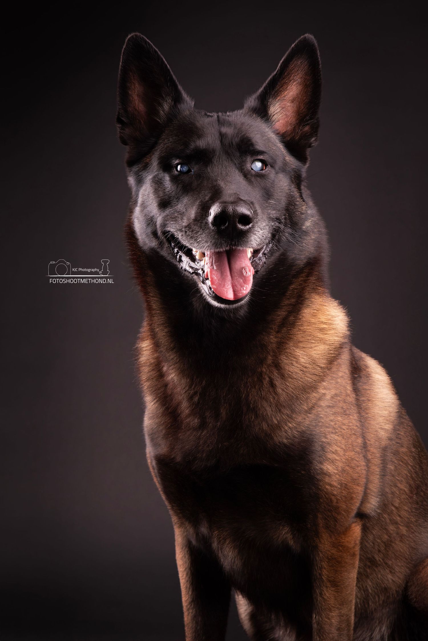 Blinde Mechelse Herder doet het heel goed in de studio. Prachtig portret met mooie belichting tegen een zwarte papieren achtergrond