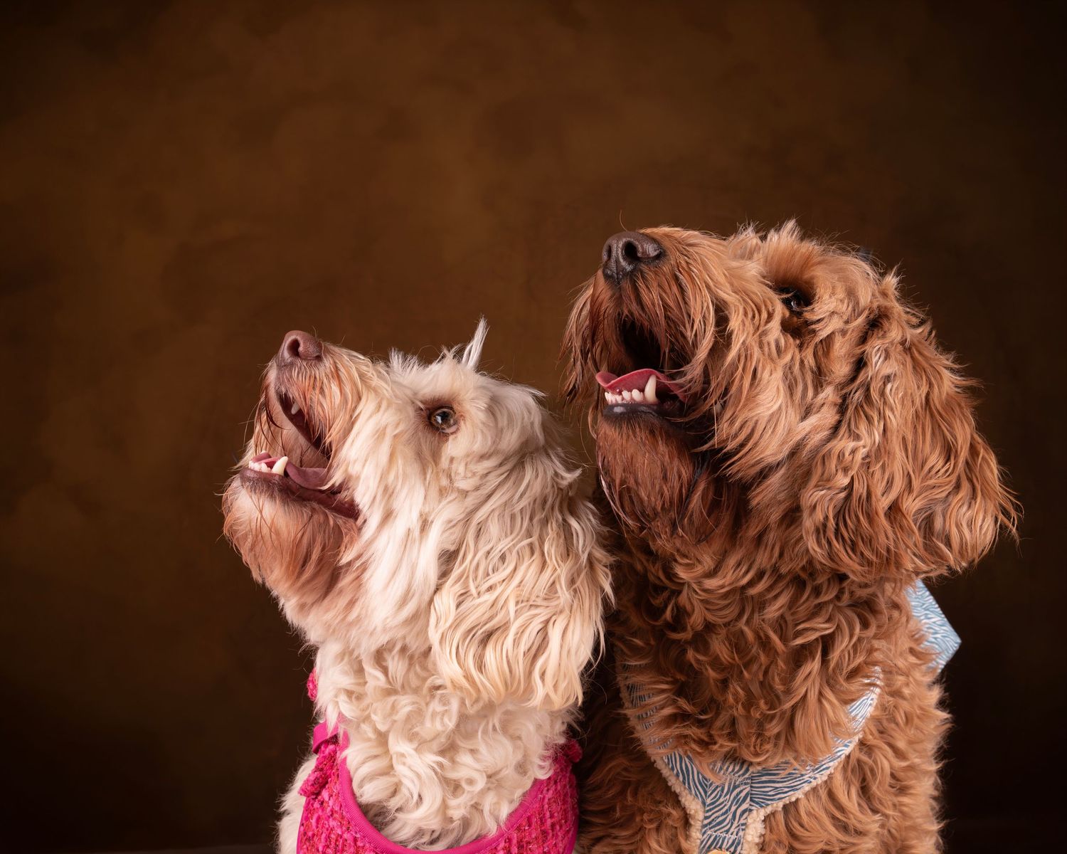Twee honden samen vastgelegd in fine art studioportret
