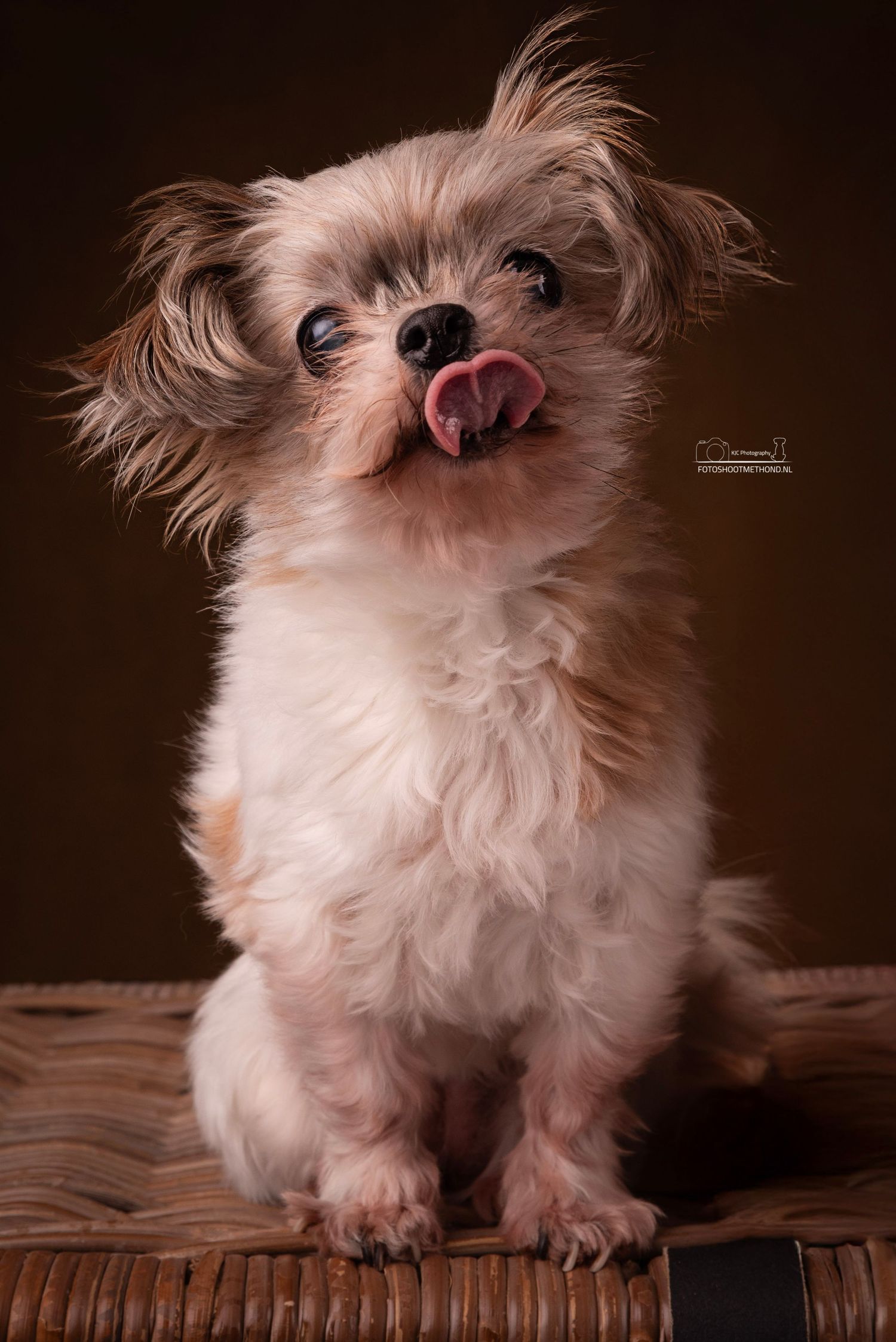 Krachtig portret van een klein hondje in een studio in Gelderland