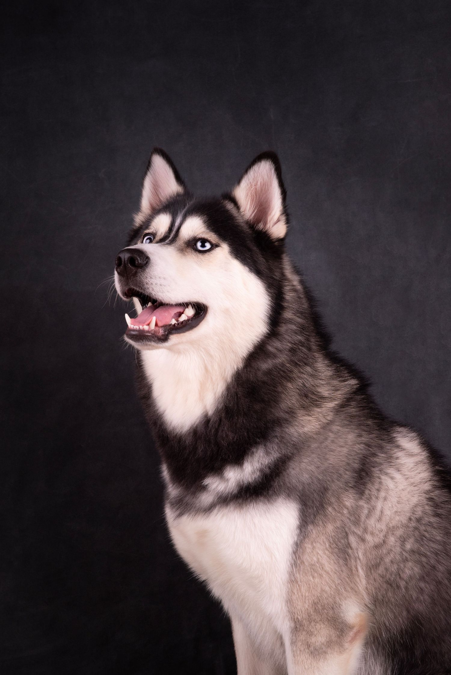 Mooie Husky met blauwe ogen, gevangen tegen een blauwe achtergrond met studiolichten